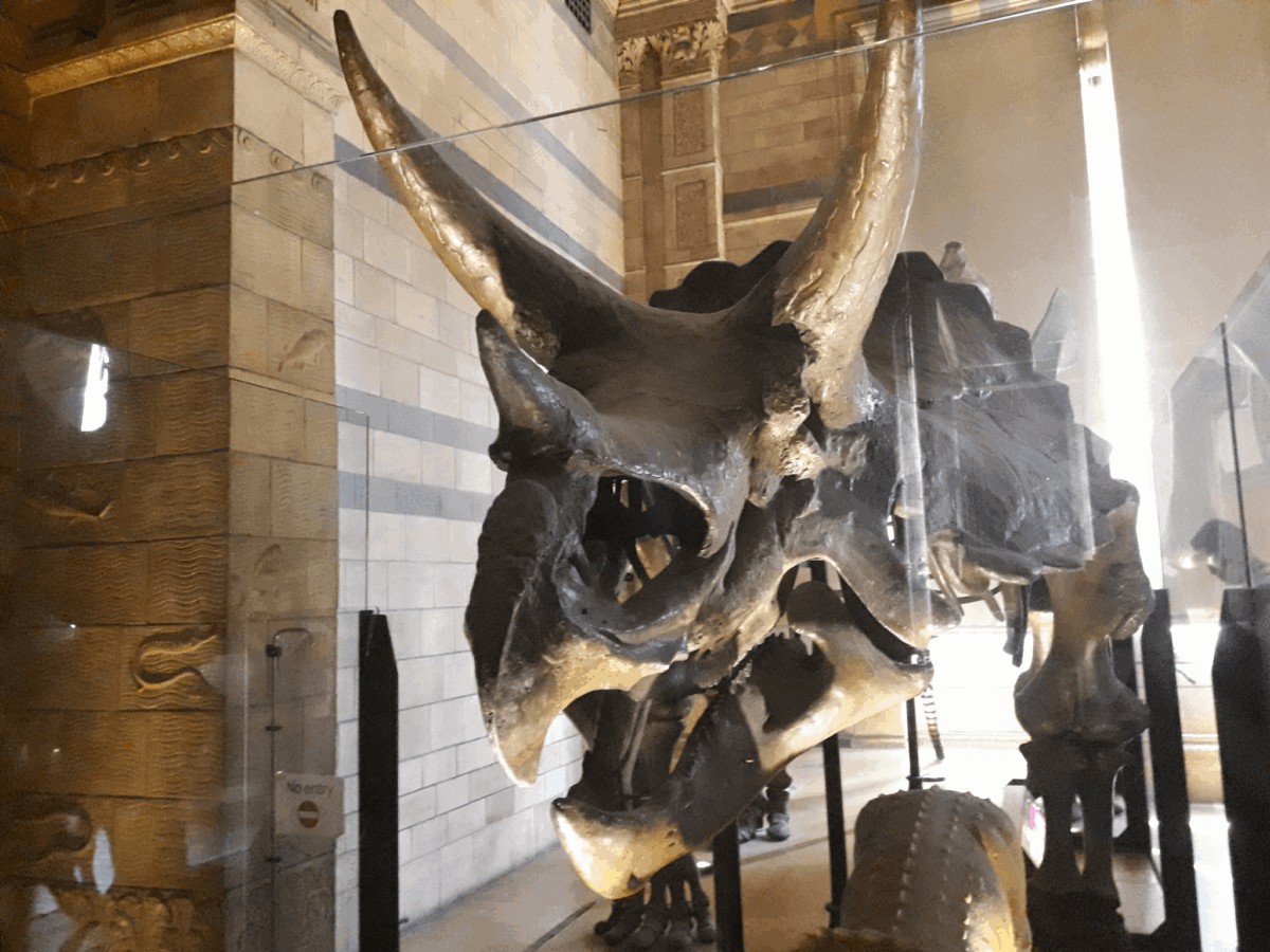 Natural History Museum, Londres
