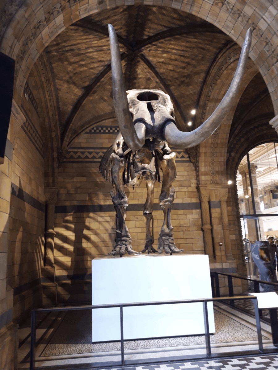 Natural History Museum, Londres