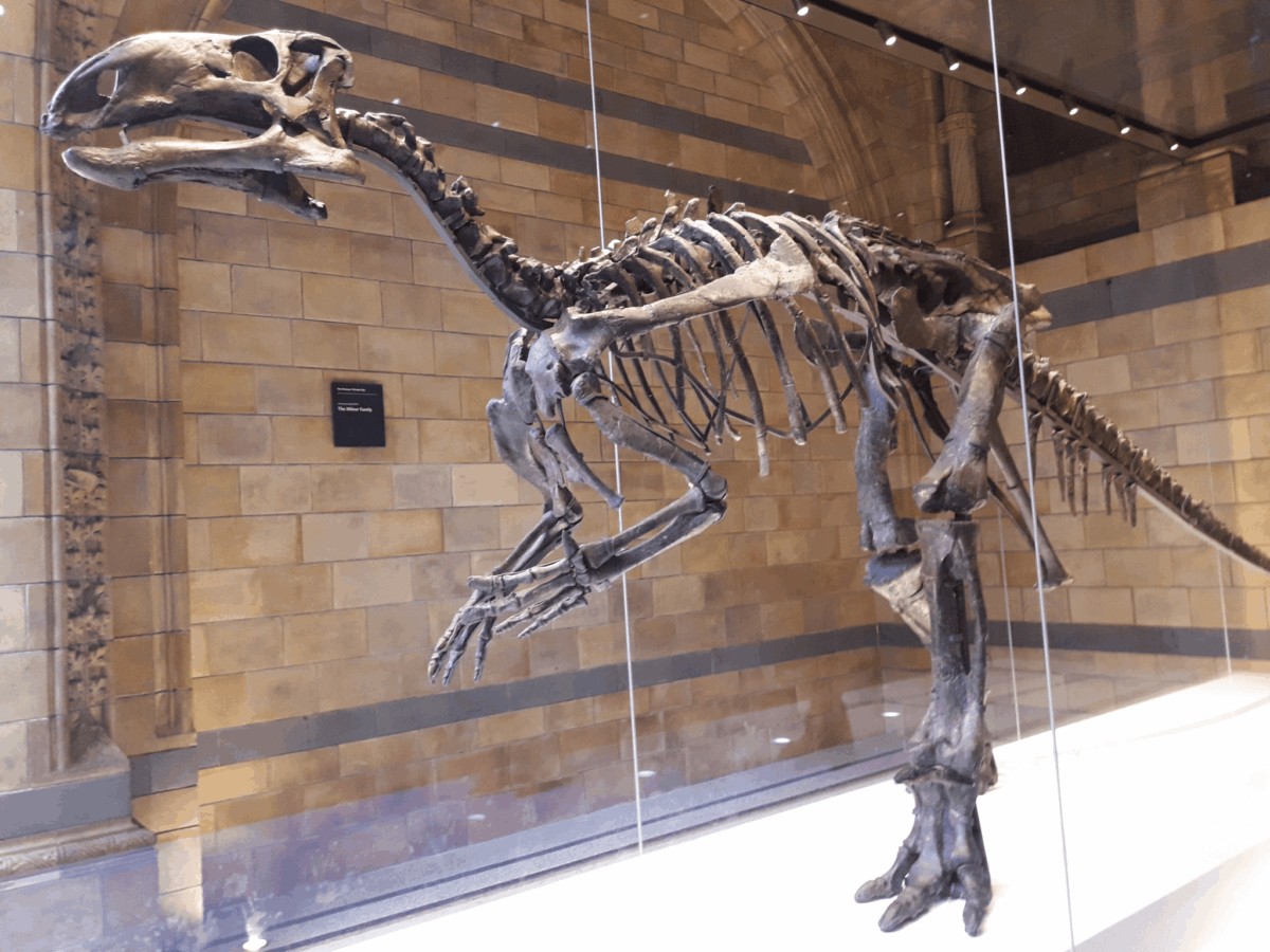 Natural History Museum, Londres