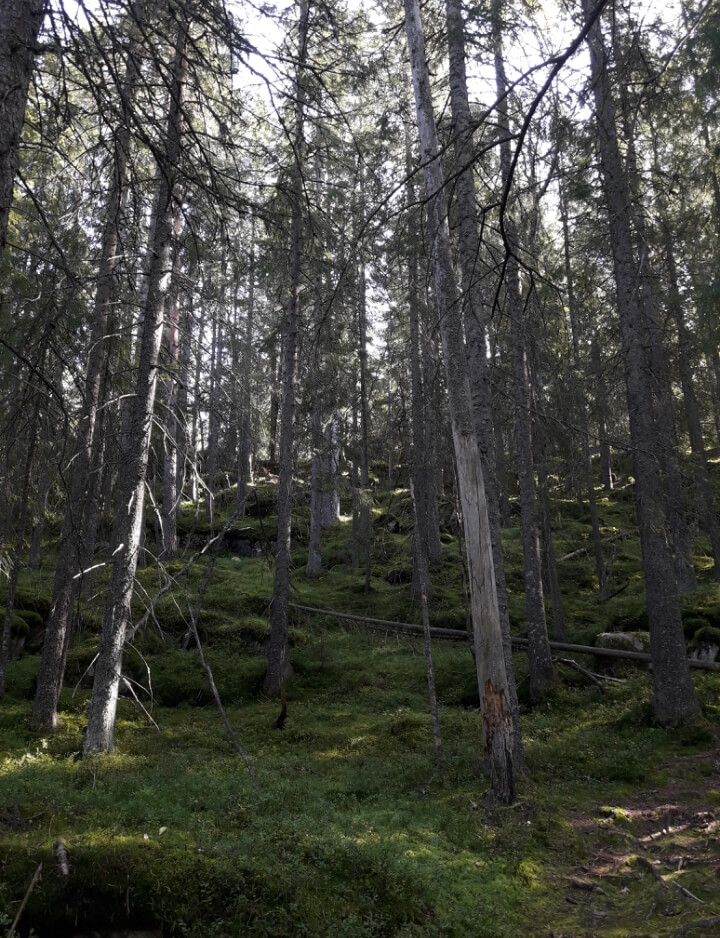 Visitando Kolsåstoppen, Østlandet - Viaje a Noruega