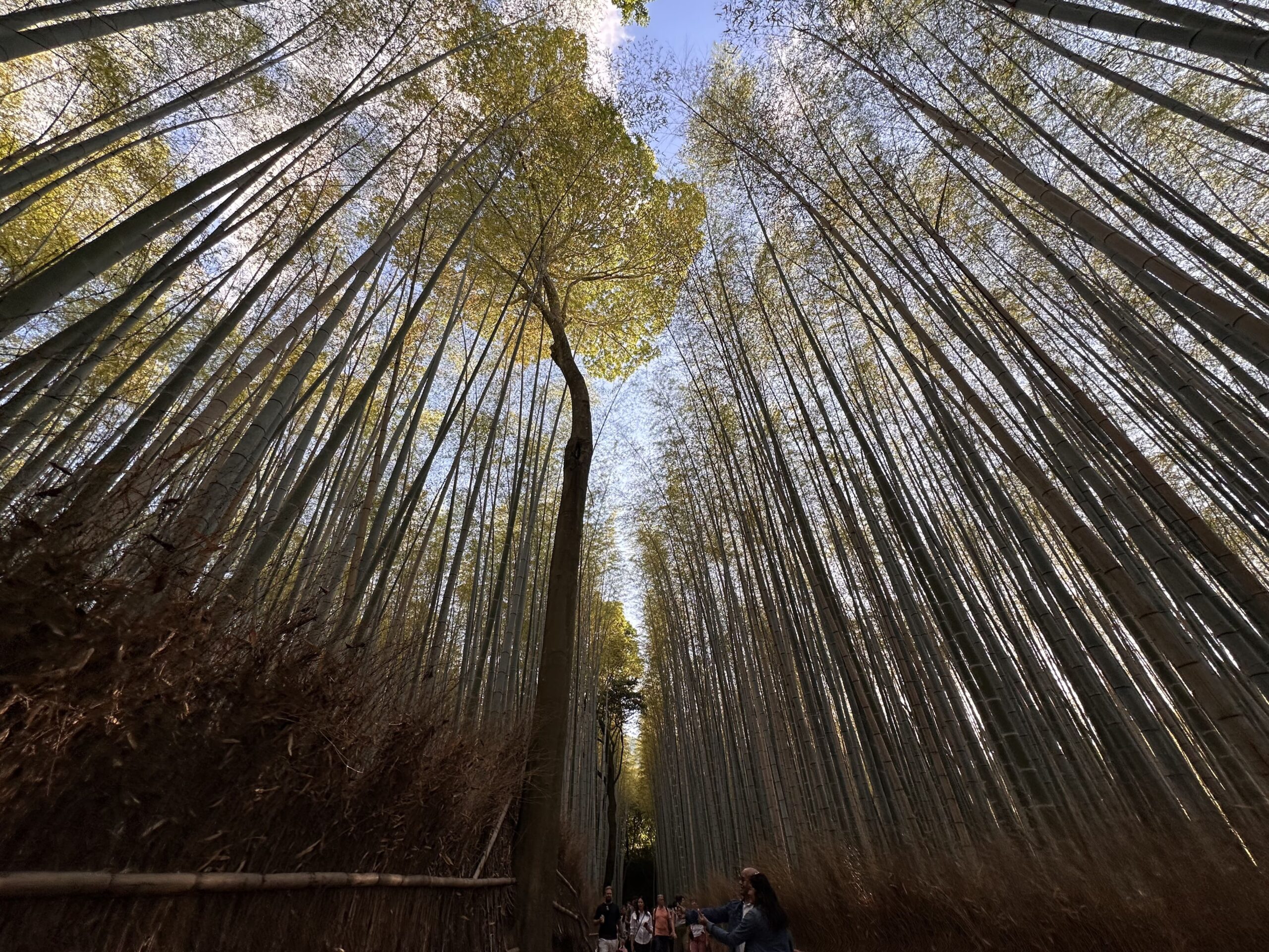 Visitar el Bosque de Bambú de Arashiyama en Kioto