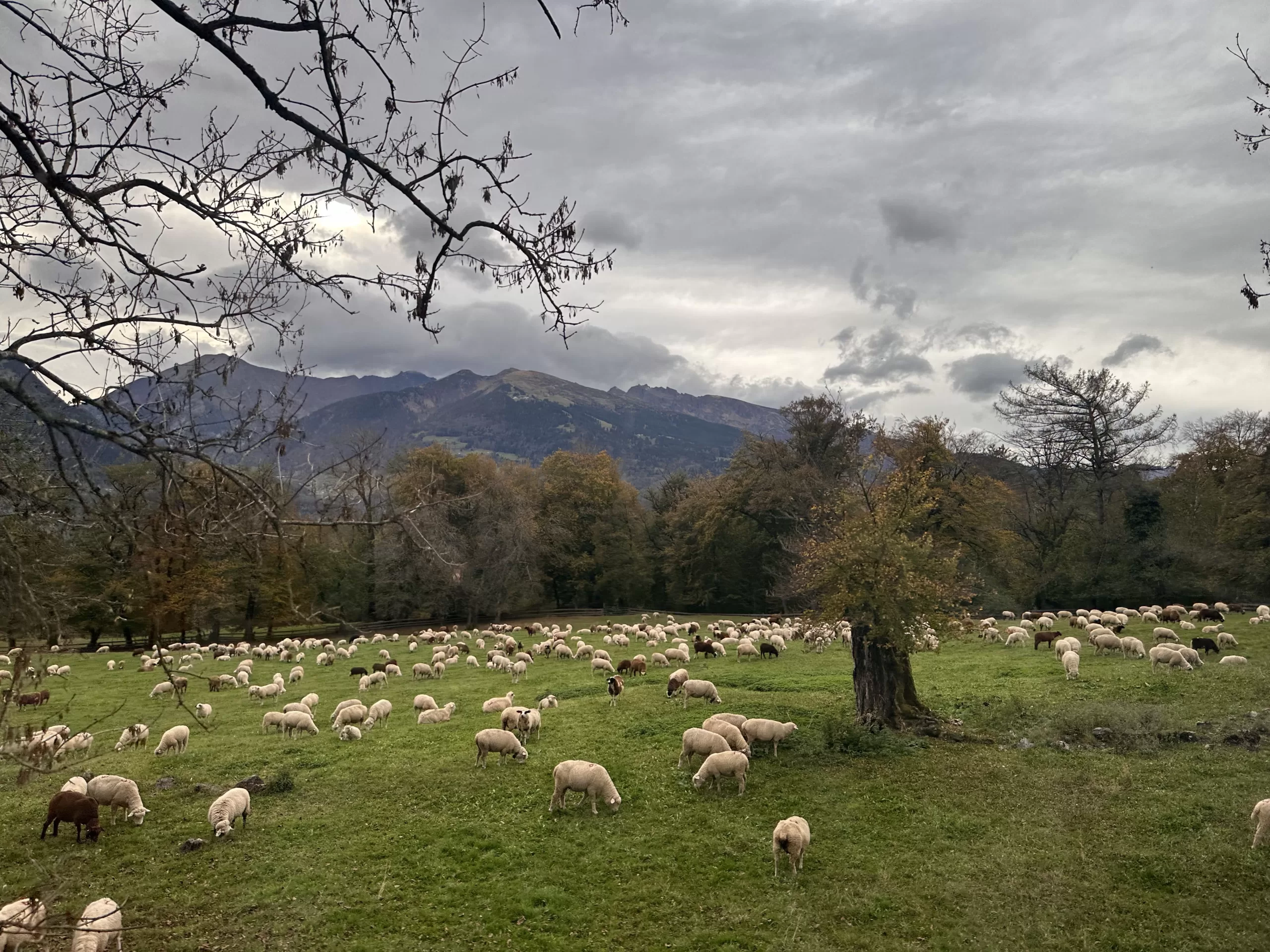 Ovejas en Heidiland Suiza