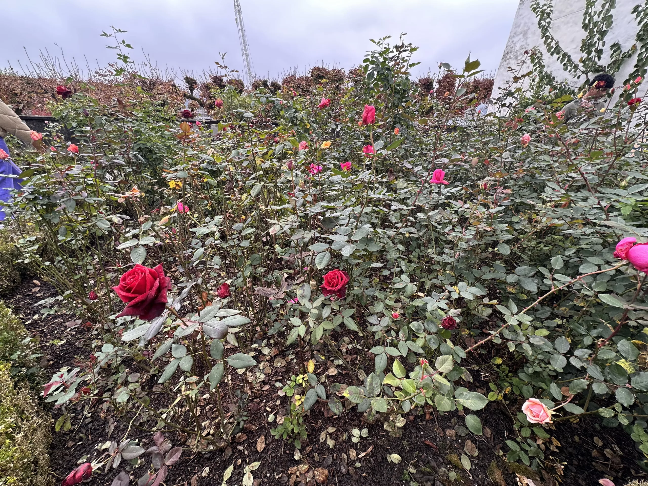Rosas en el jardín de Rapperswil