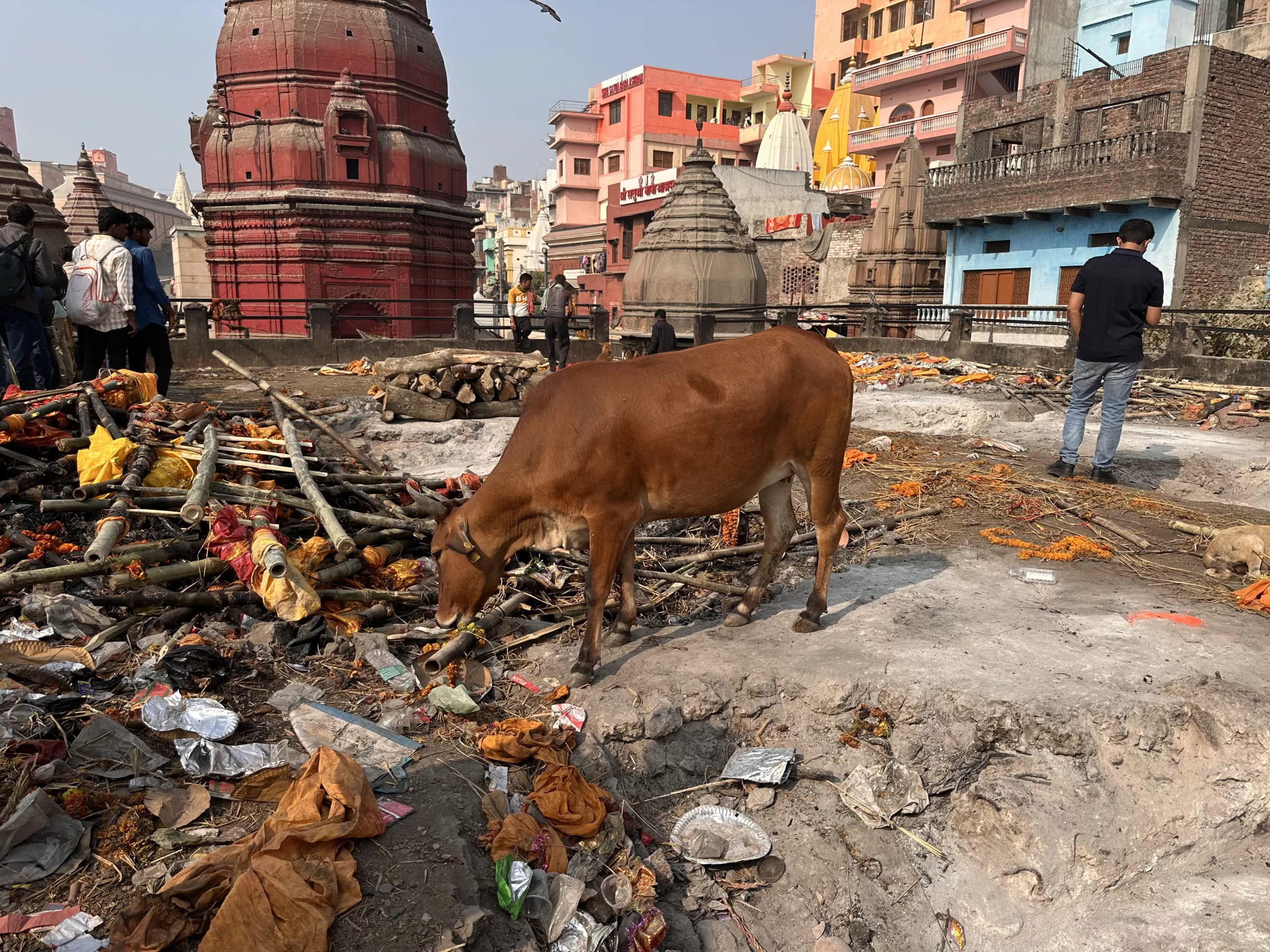 Las vacas son sagradas en India