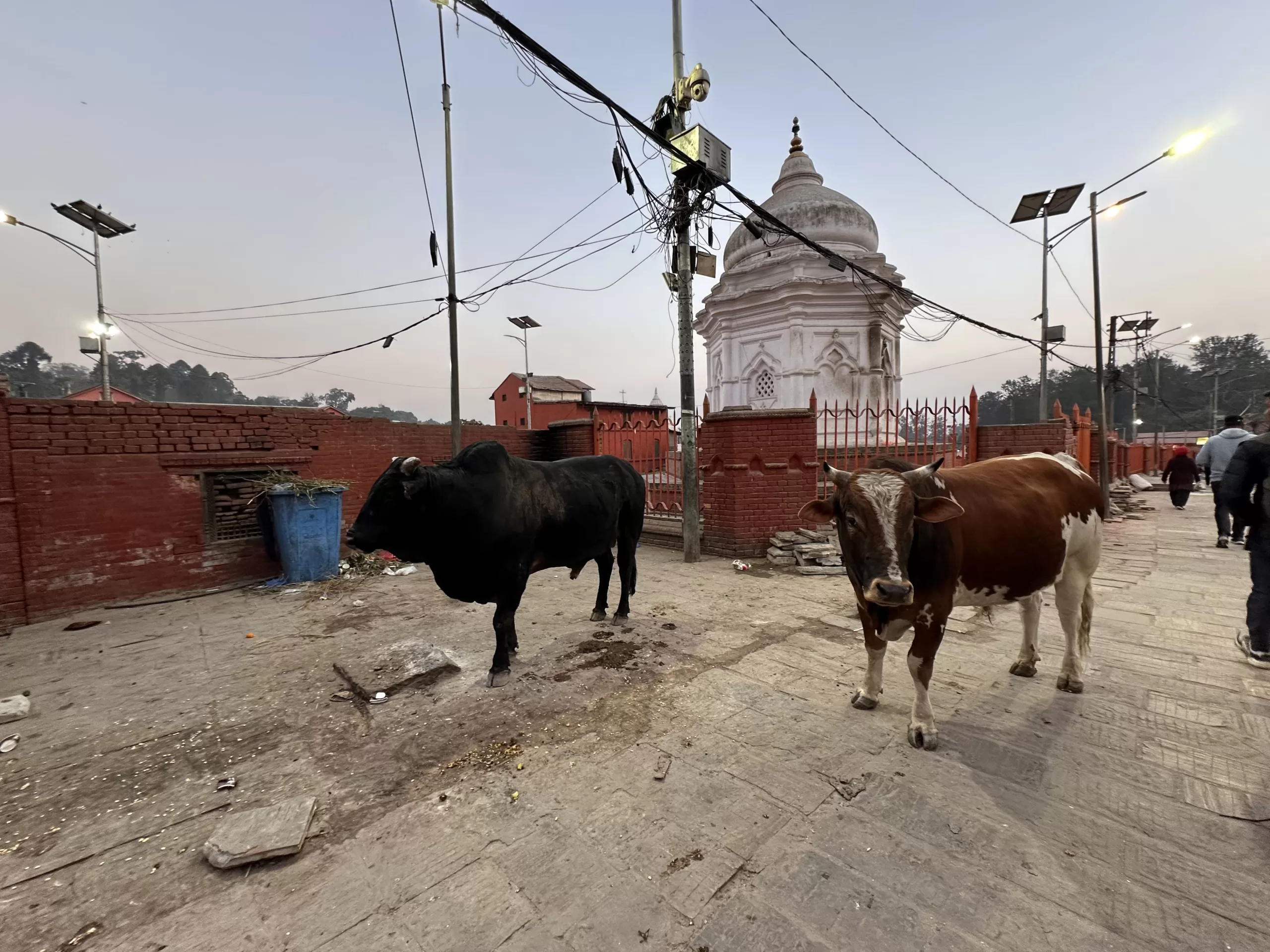 Vacas en la visita al templo Pashupatinath en Katmandu