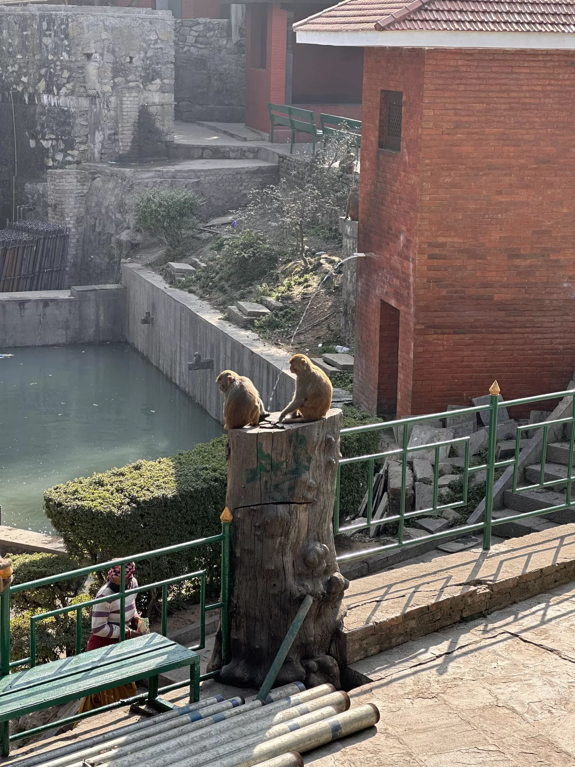 Visitando a los monos en el templo de Nepal