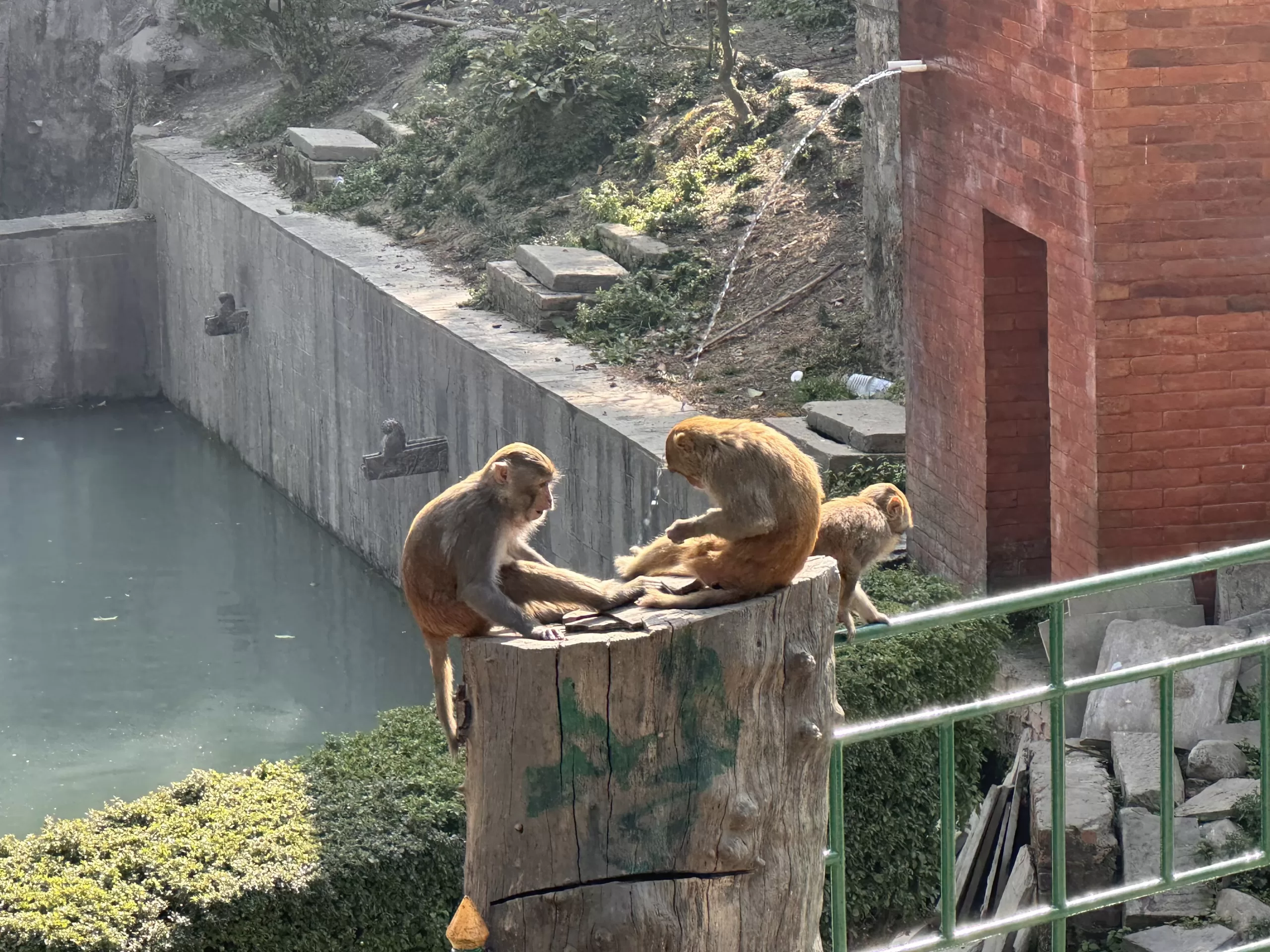 Monos en el templo de Katmandú