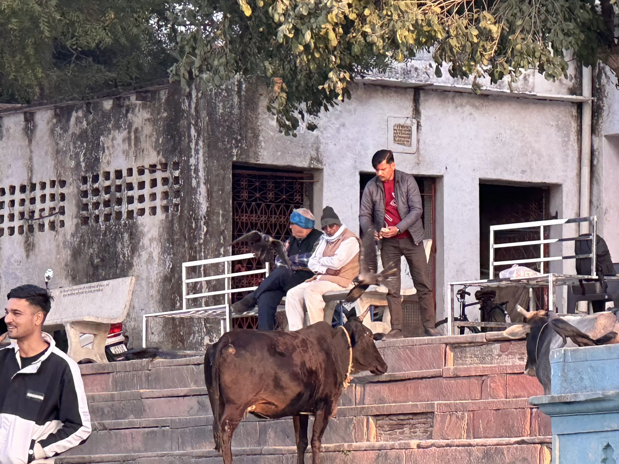 Vacas en la india