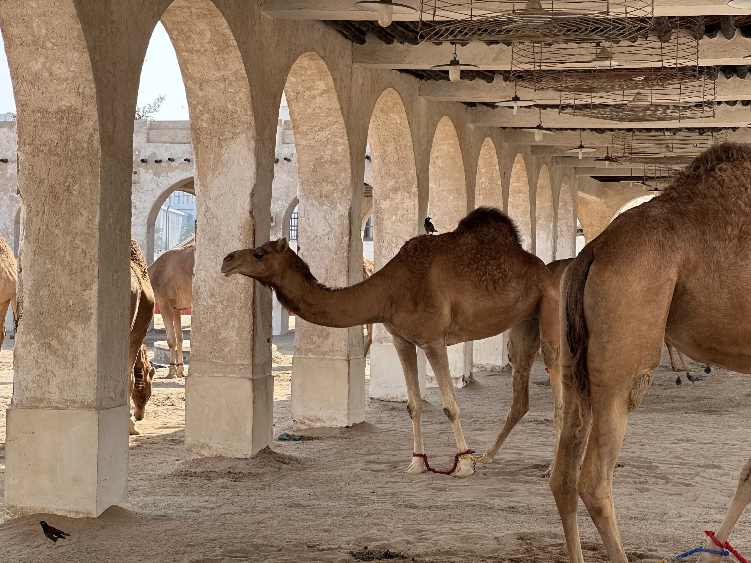 Camellos en el Souq Waqif