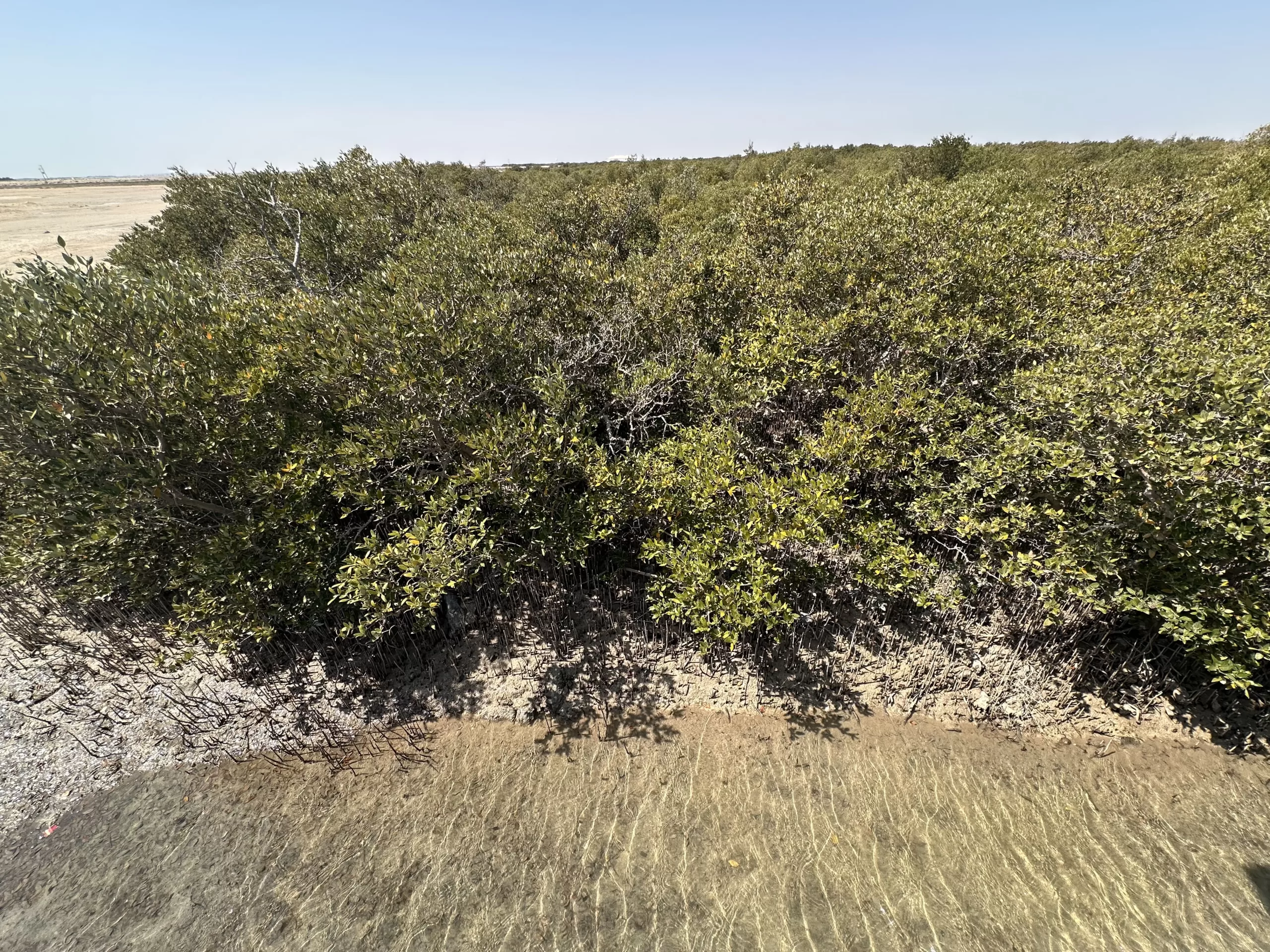 Área verde en el norte de Catar