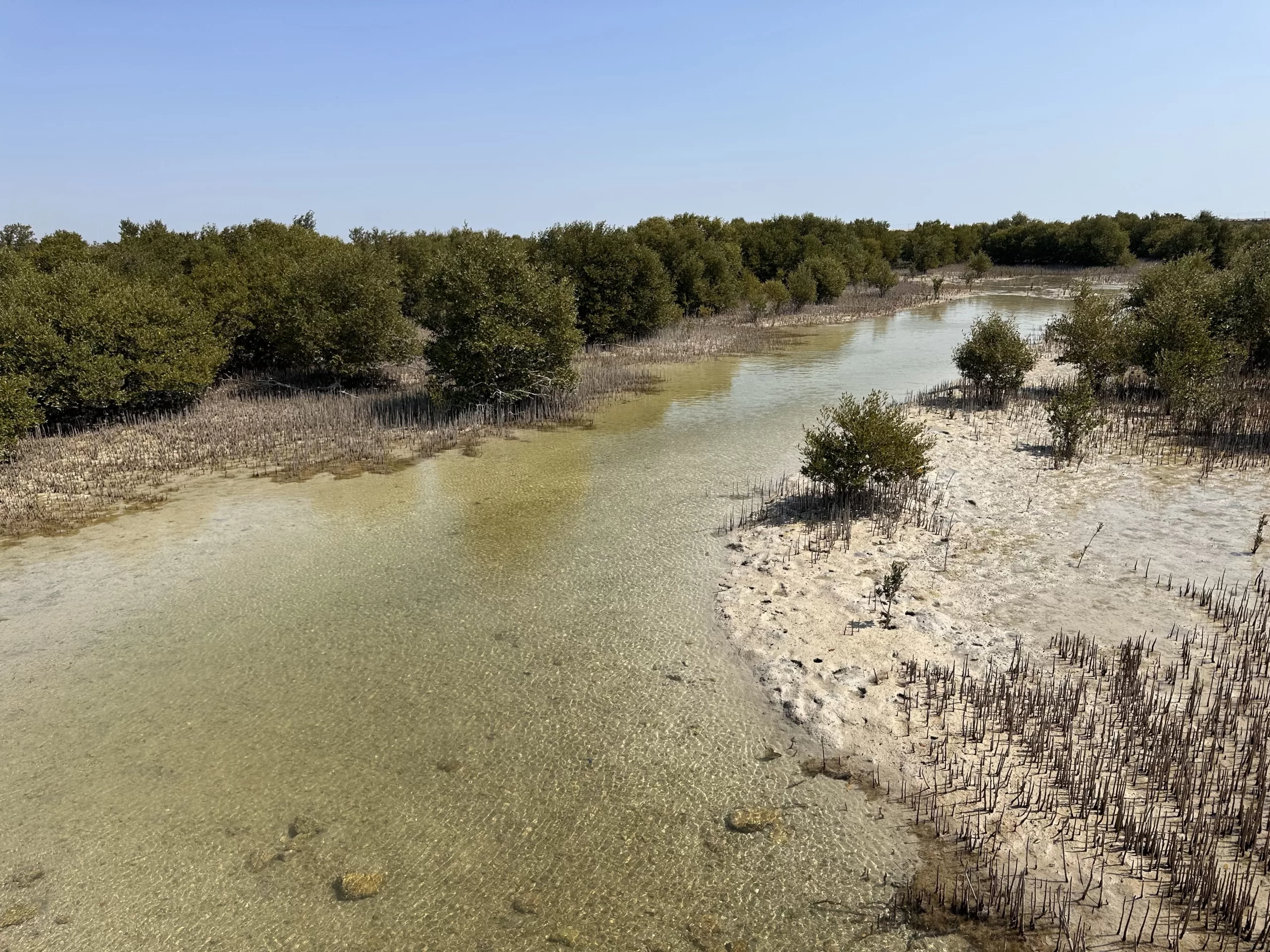 Purple Island: Un oasis en medio del desierto