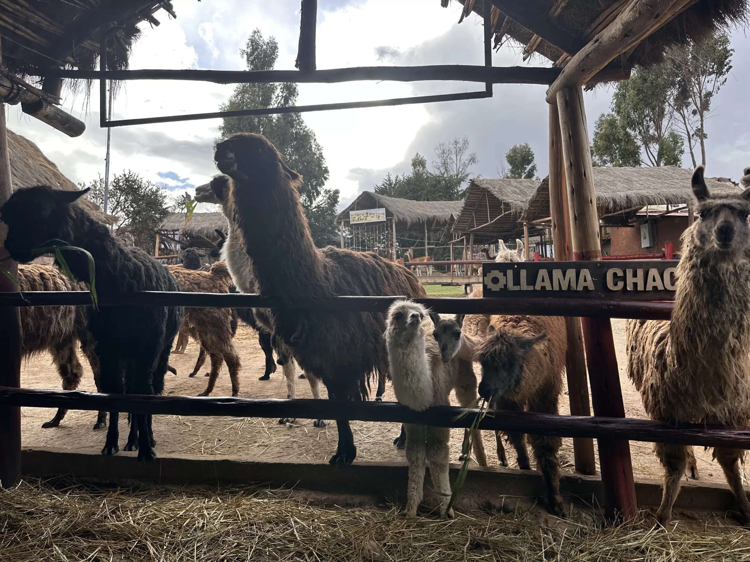 Llamas en Perú