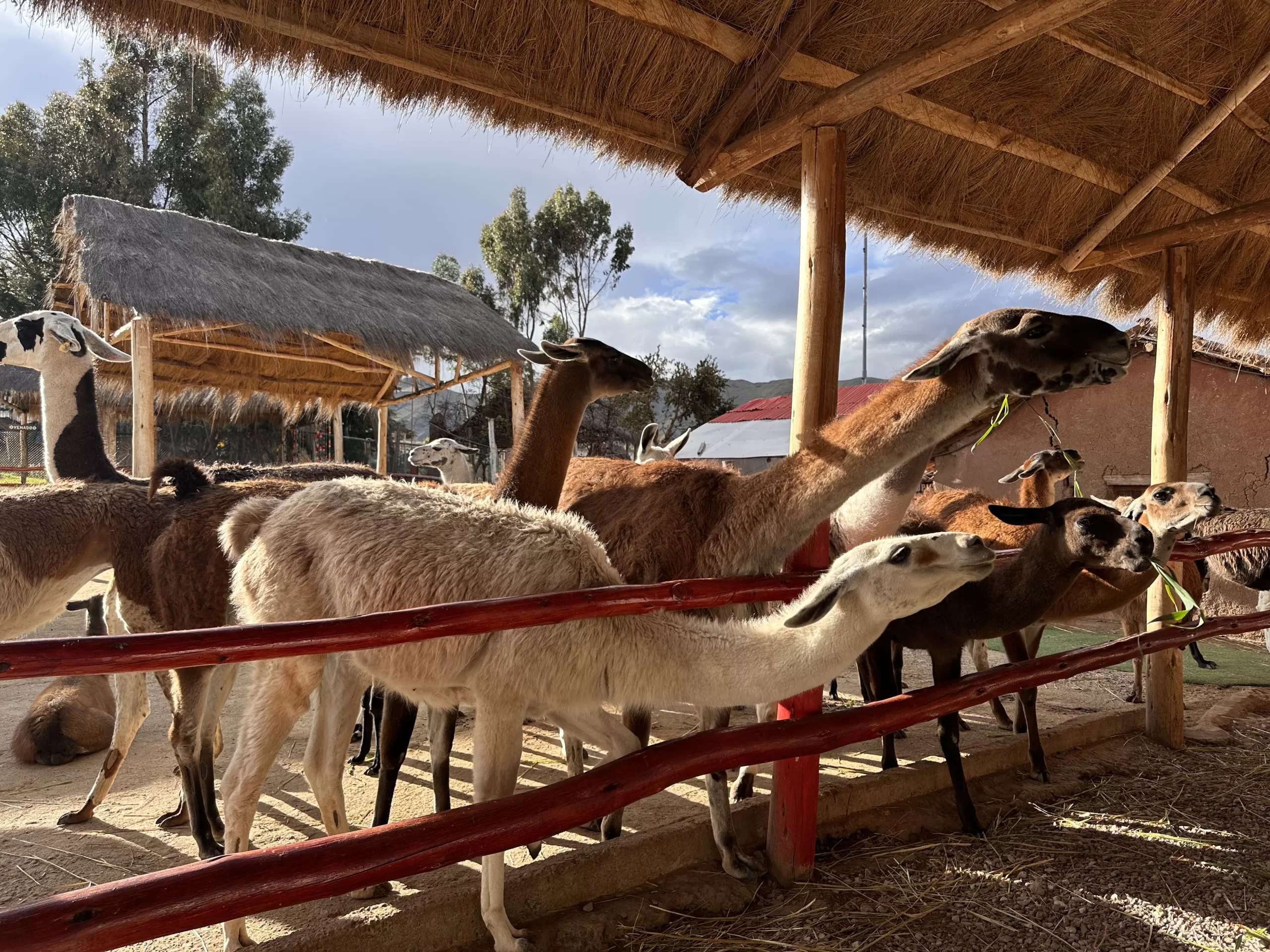 Visitar Llamas, alpacas y vicuñas en tu viaje por Perú