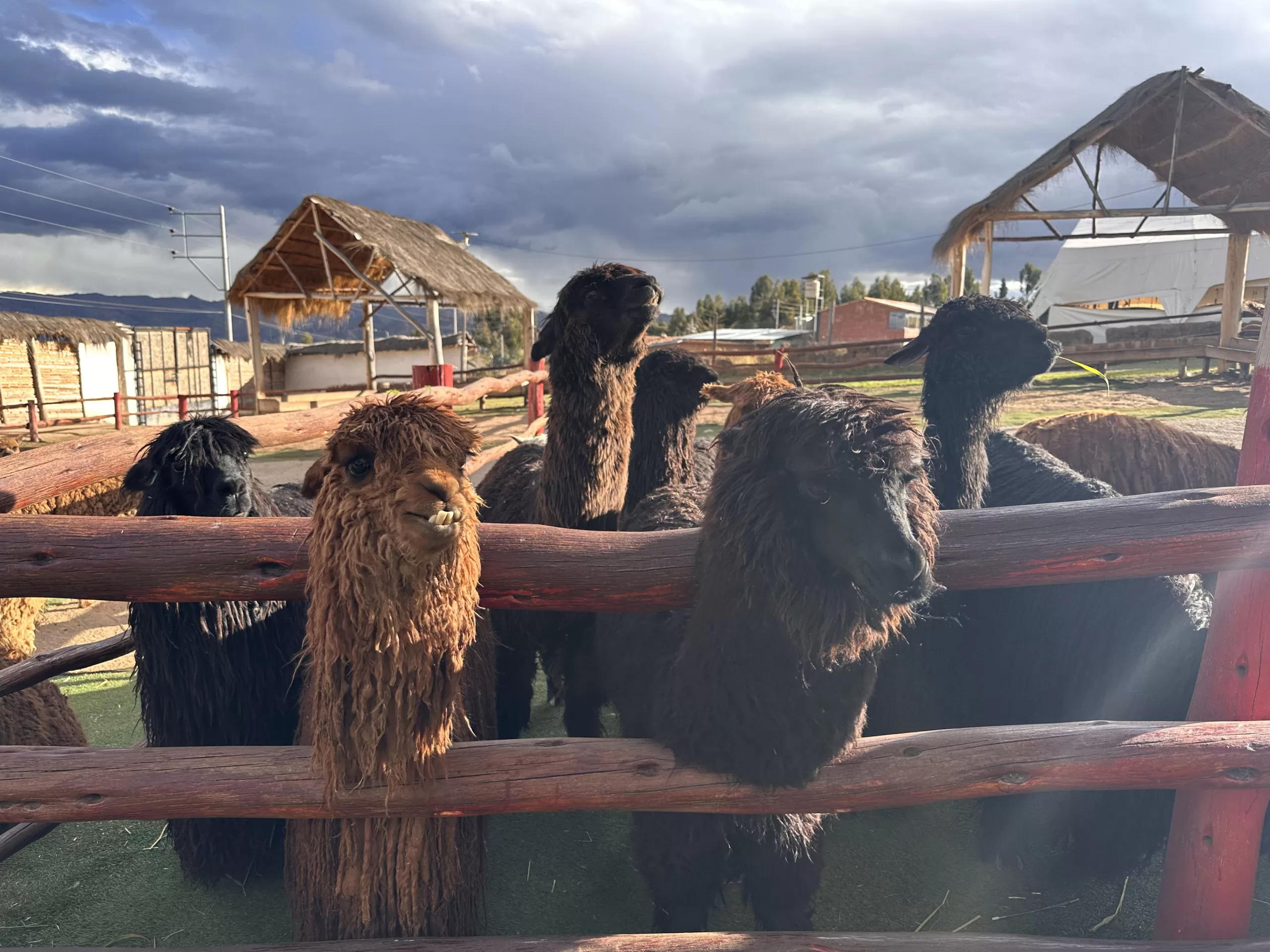 Alpacas en Perú