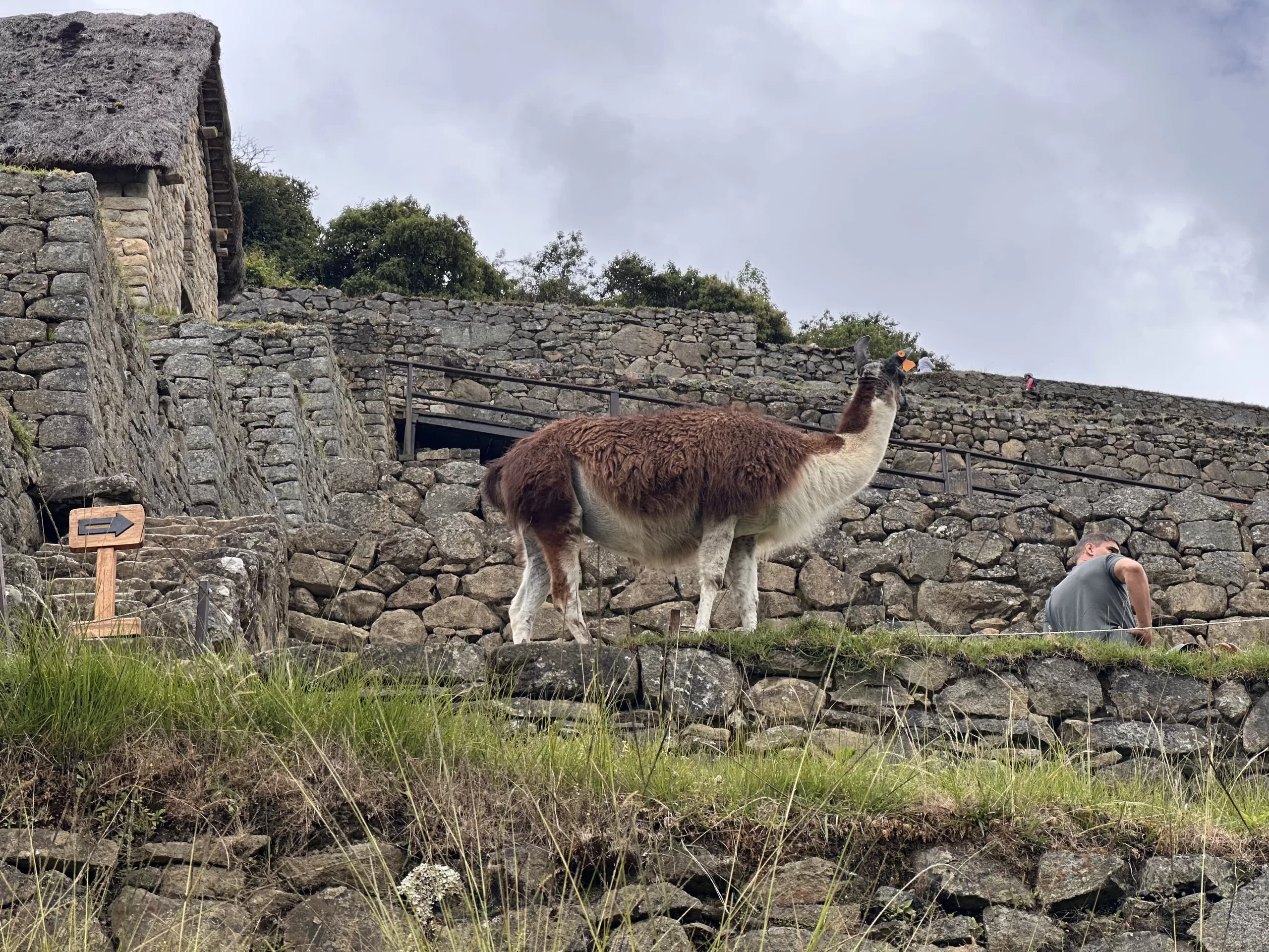 Llamas en el Perú