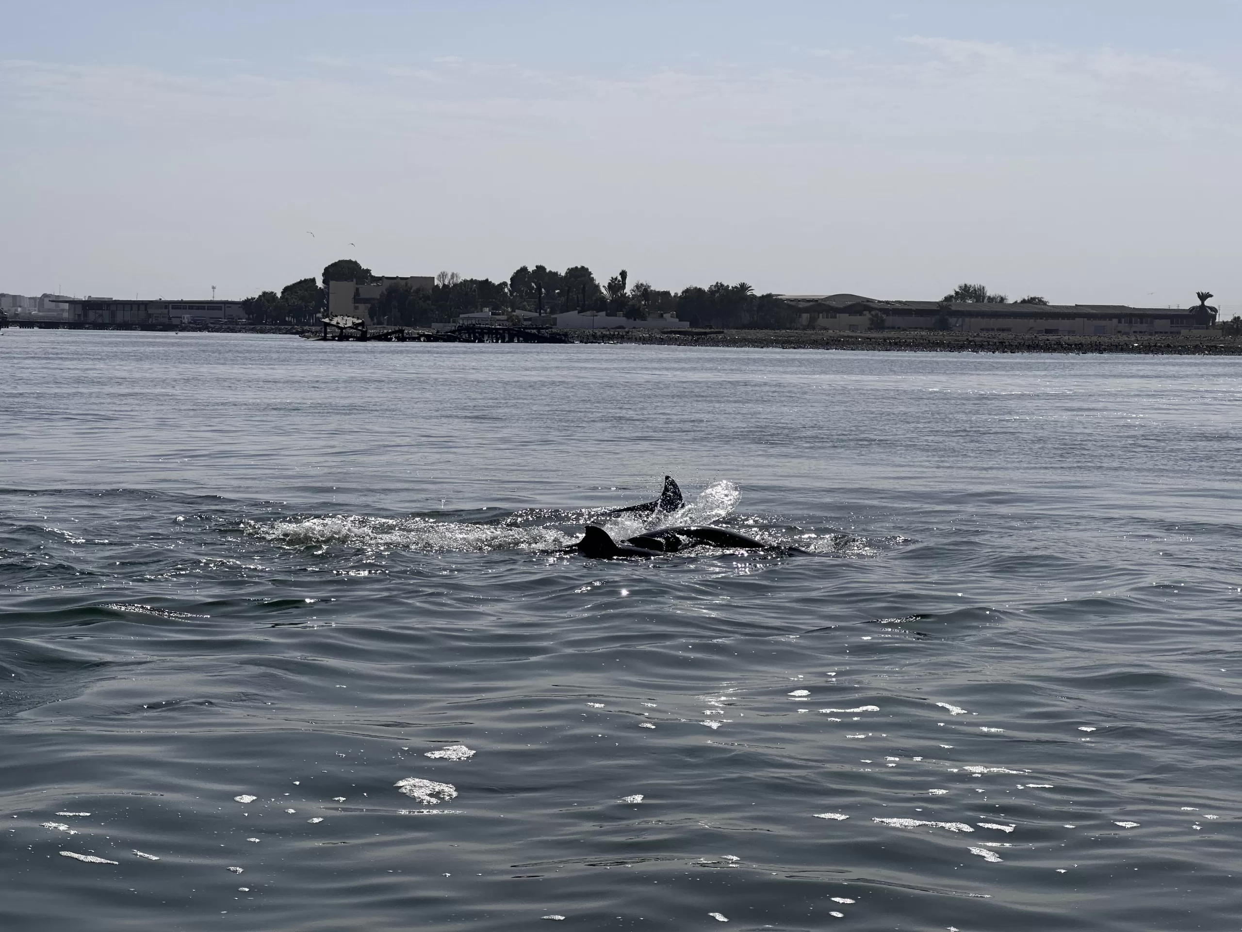 Delfines en la Reserva Nacional de Paracas