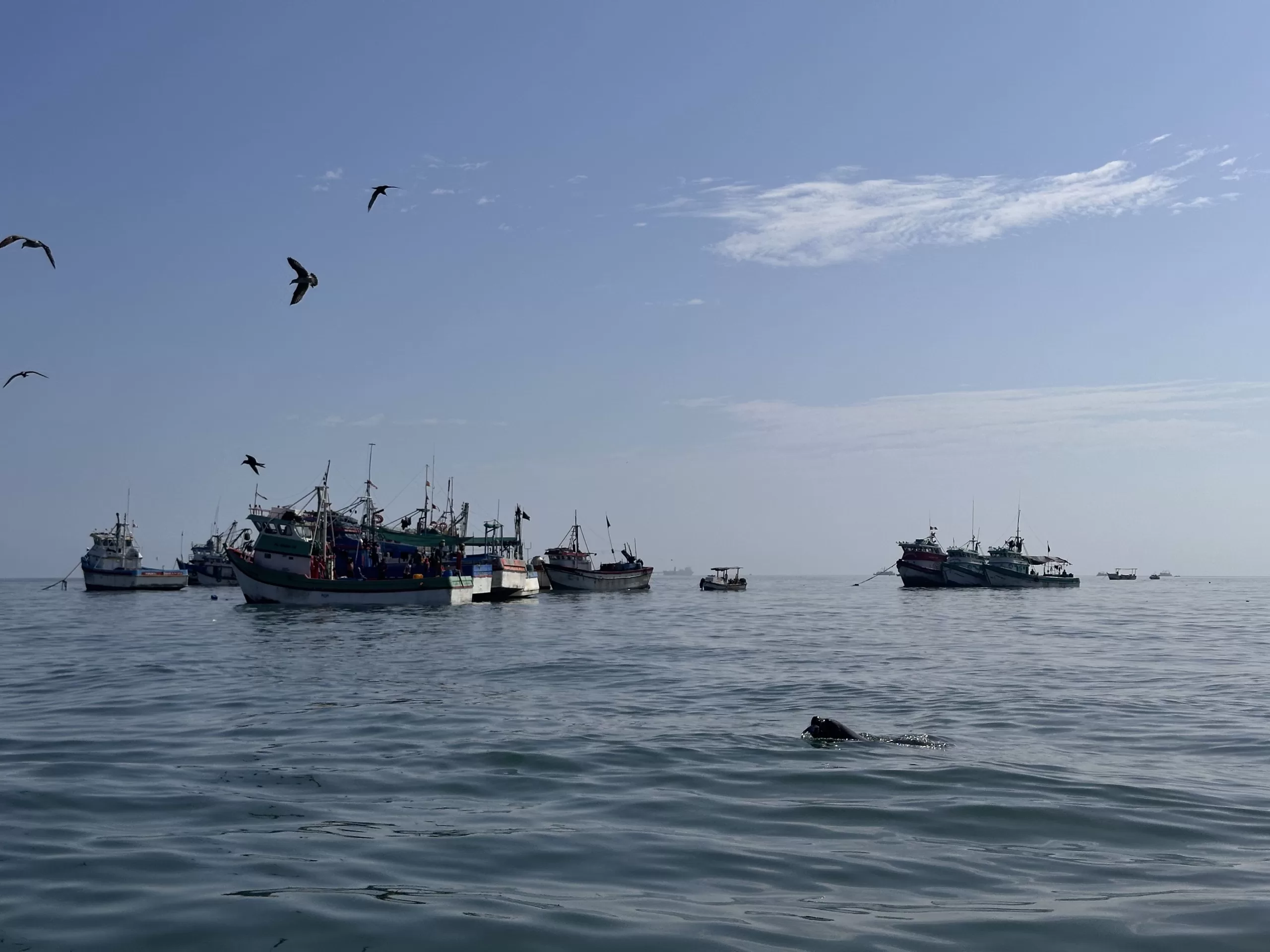 Vida marina en las playas