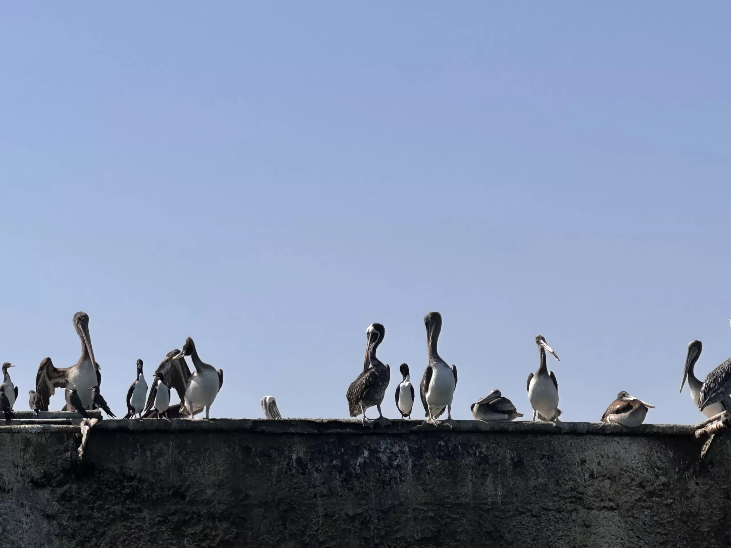 Aves en Paracas en la Reserva Nacional