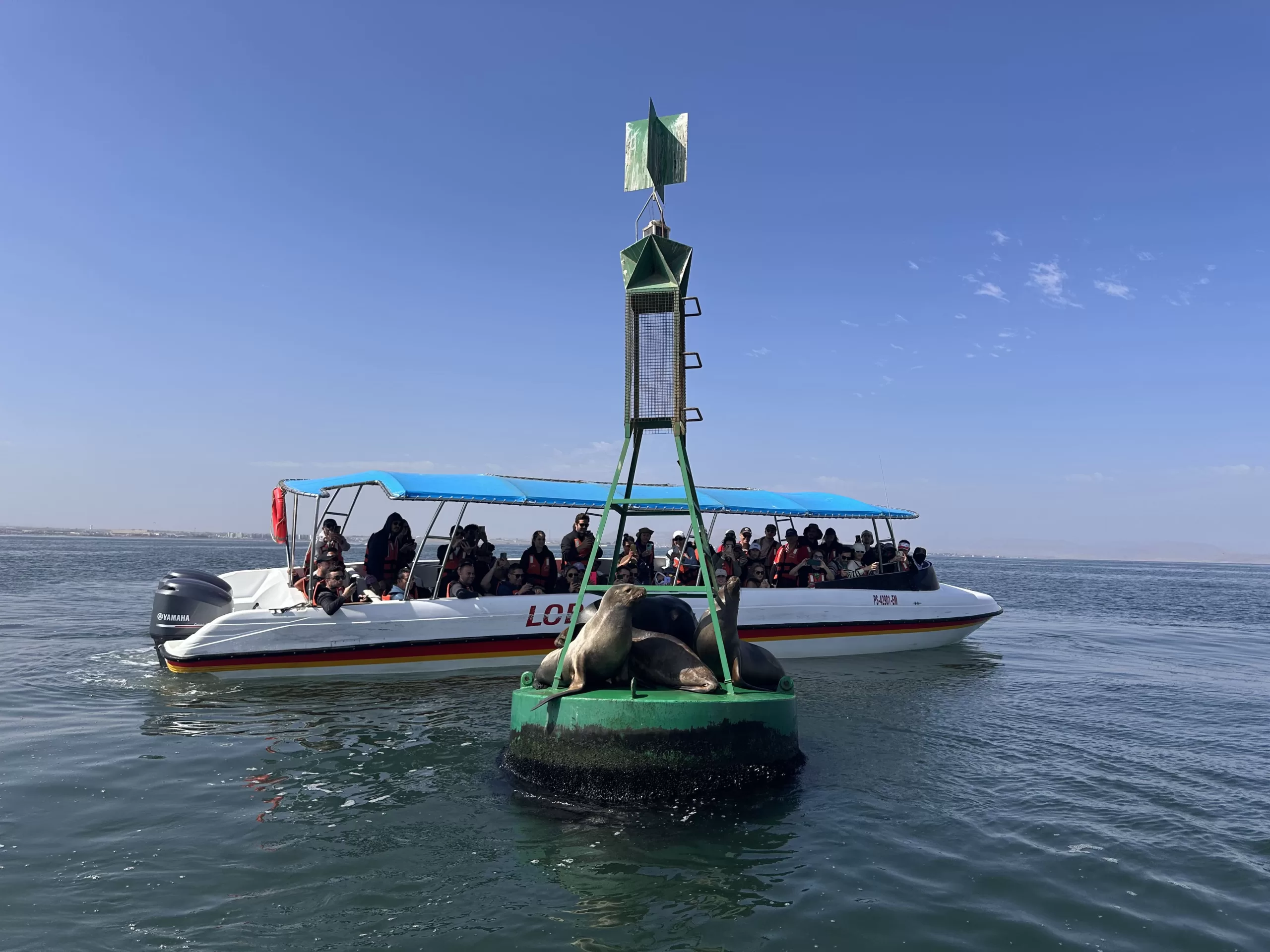 Focas en la Reserva Nacional de Paracas