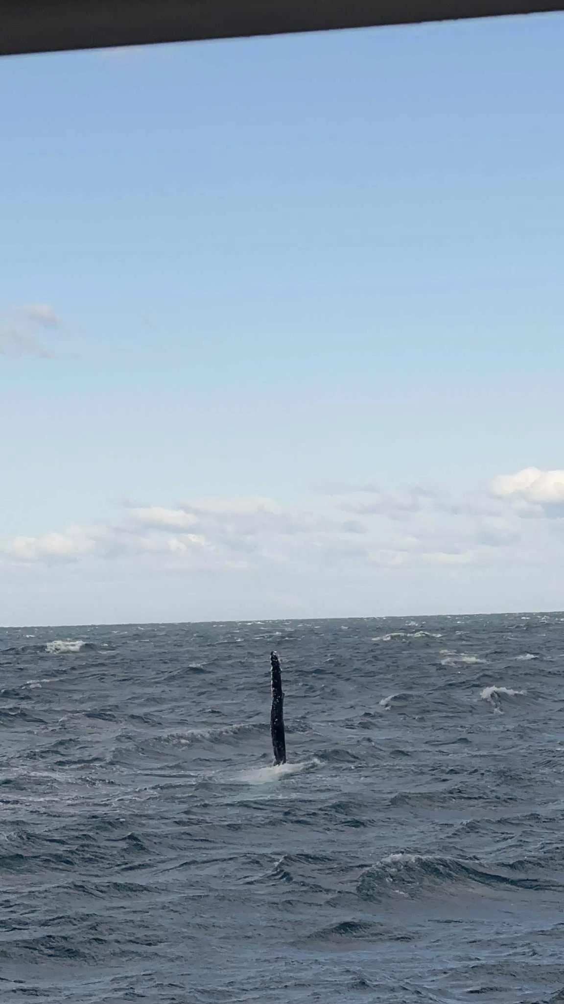 ¿Cuándo es la mejor época para el ver ballenas en Sídney?