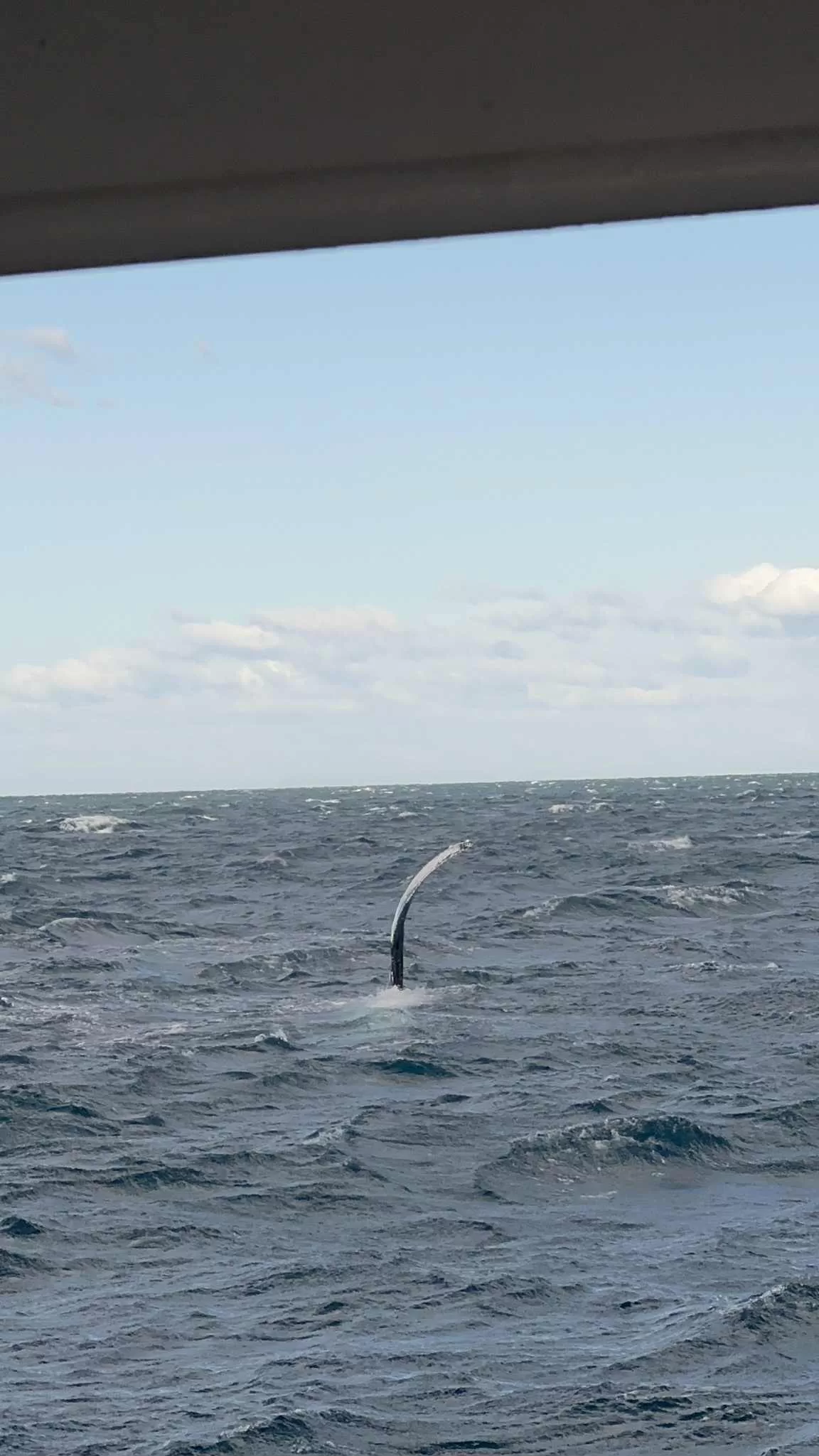 ¿Por qué el Avistamiento de Ballenas en Sydney es tan especial?