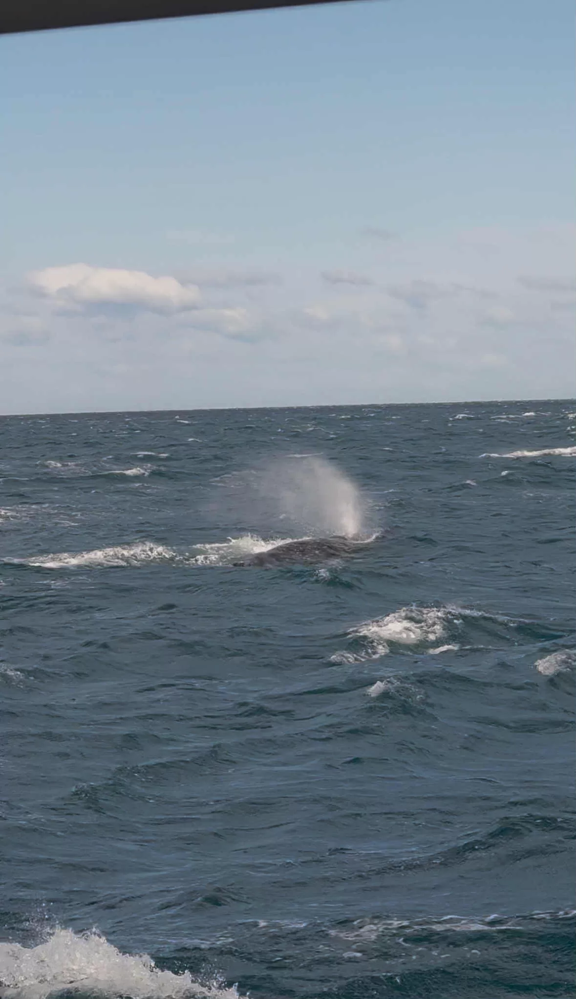 Mirar ballenas desde un bote en Australia