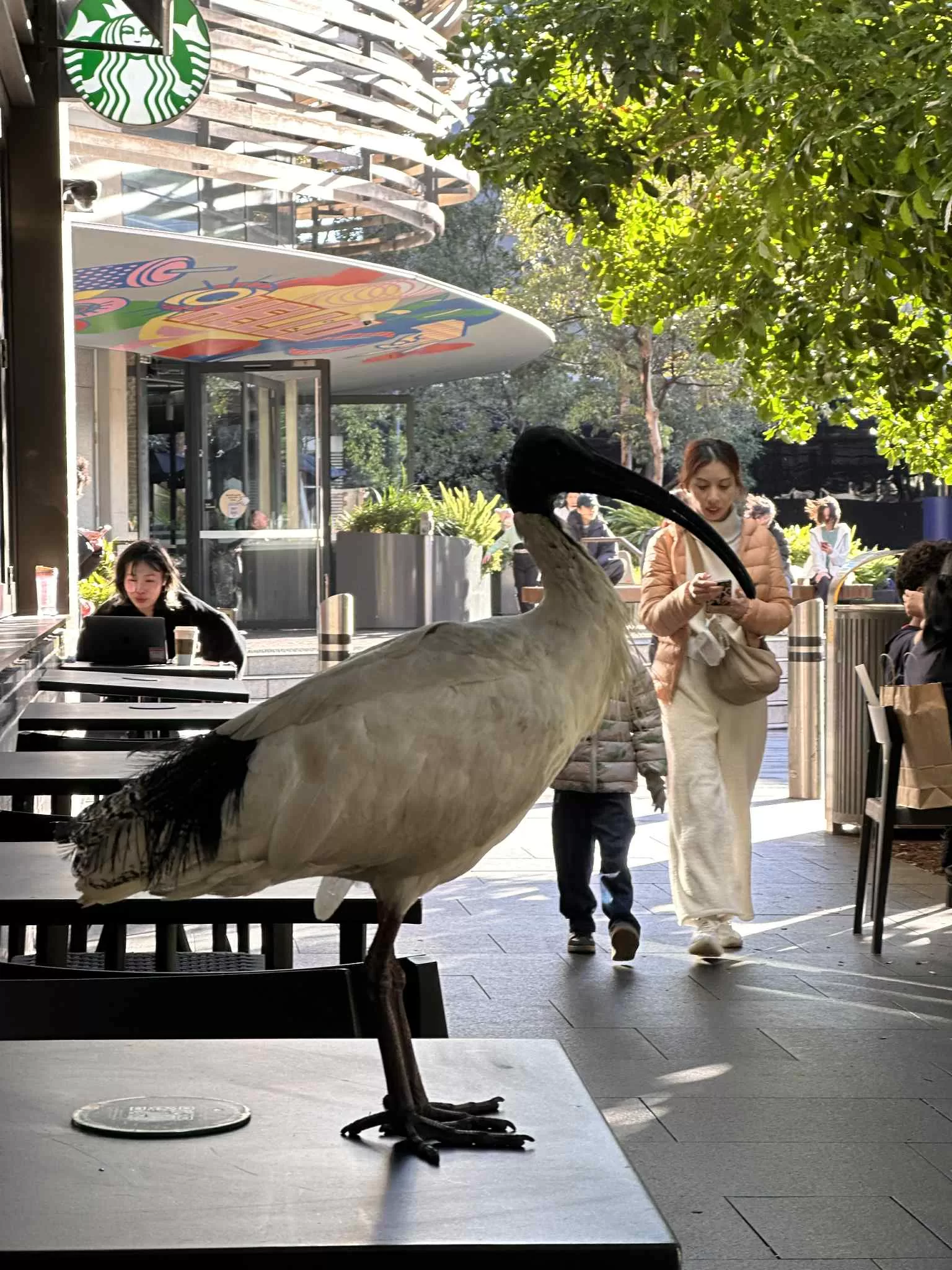 Ver Animales exóticos por Sydney