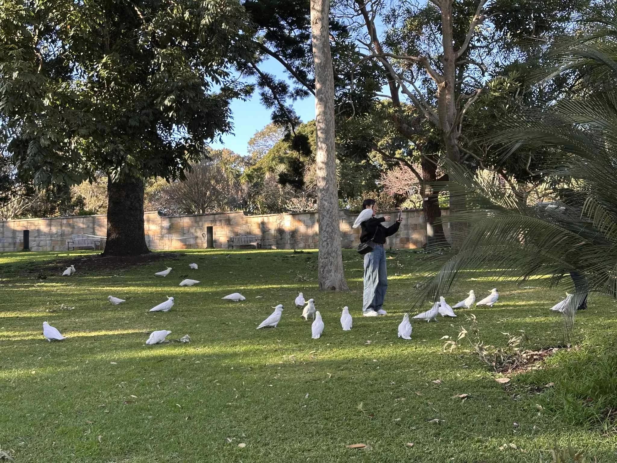 Aves exotics en Australia