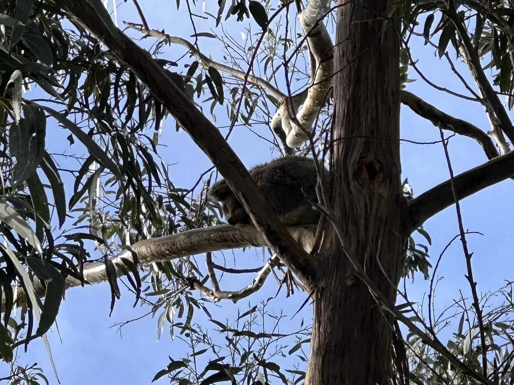 Ver Koalas en Australia: Los Mejores Lugares para verlos de cerca
