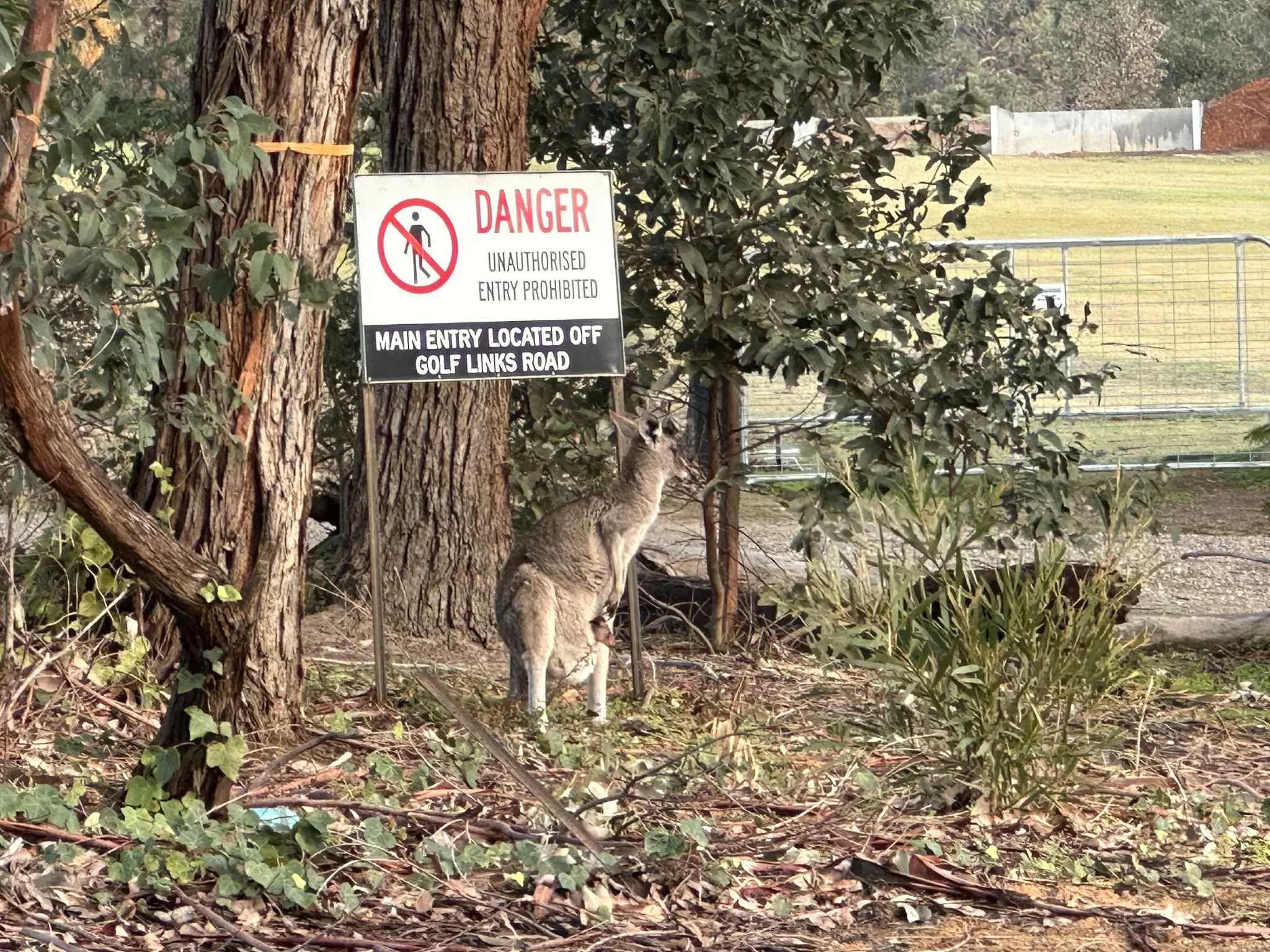 Ver Canguros en Australia: Los Mejores Lugares