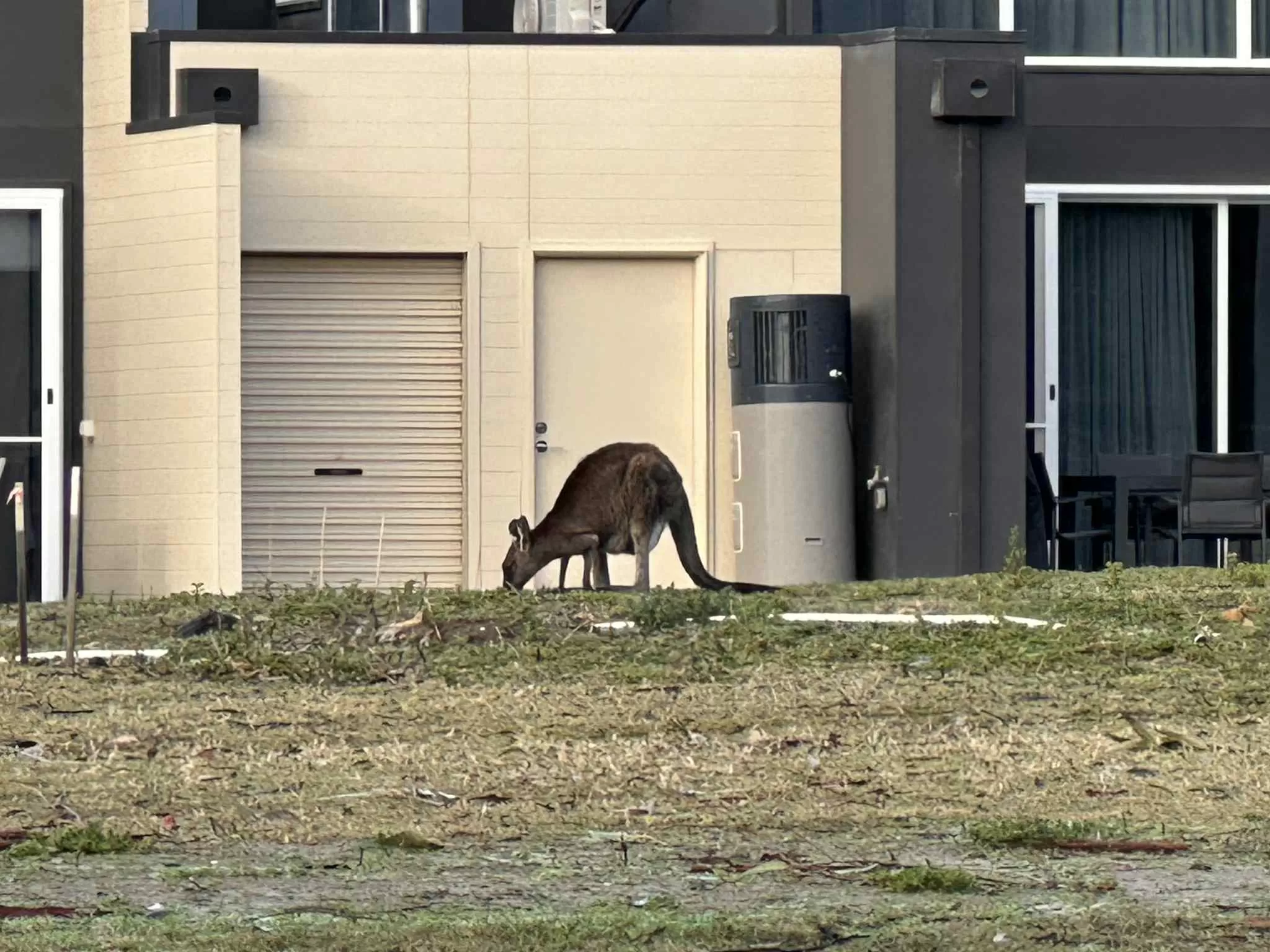 Canguros en libertad por el sur de Australia