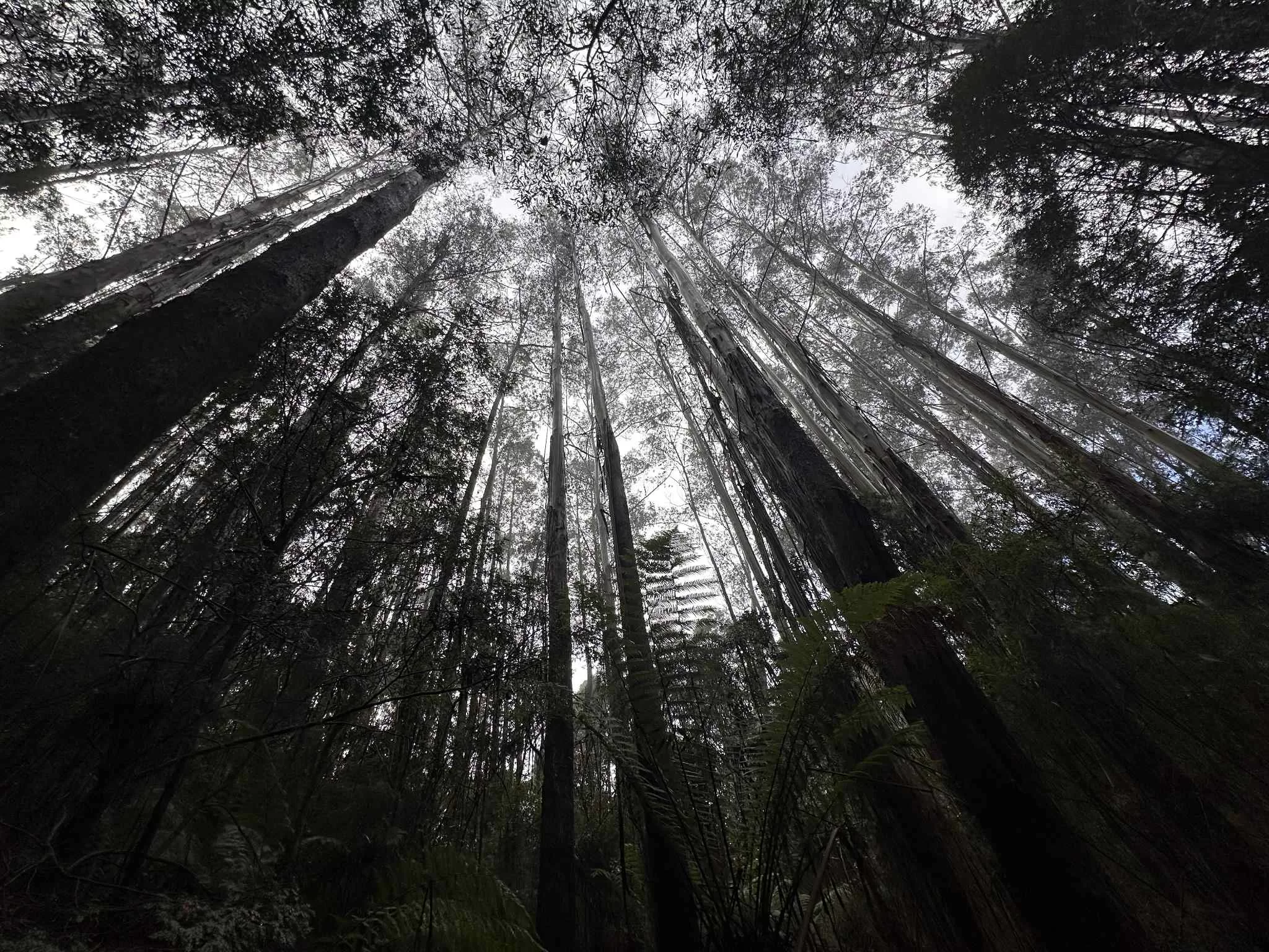 Aventura por los bosques del sur de Australia en el Great Ocean Road
