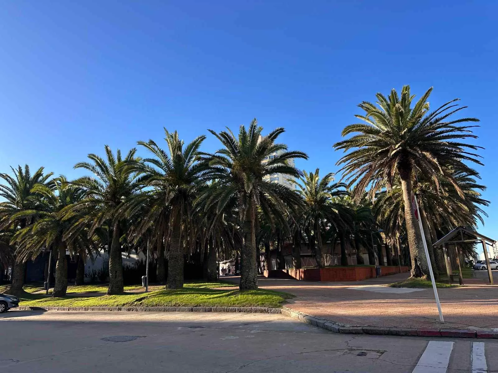 Palmeras en Punta del Este
