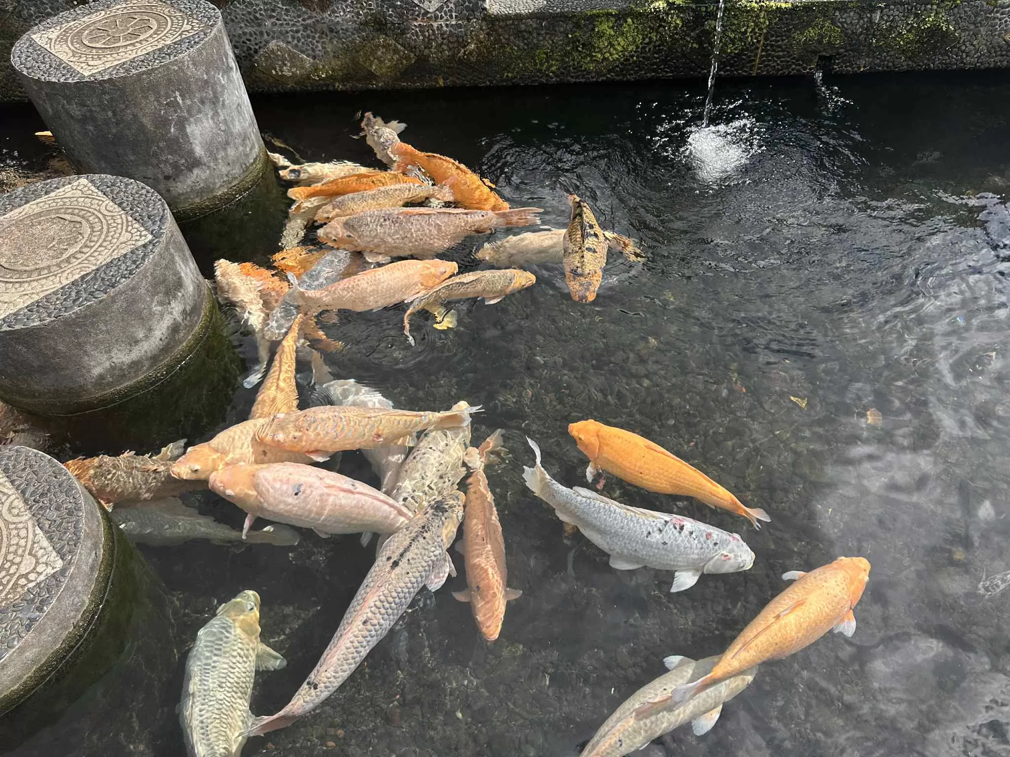 Peces koi en el palacio del agua en Indonesia