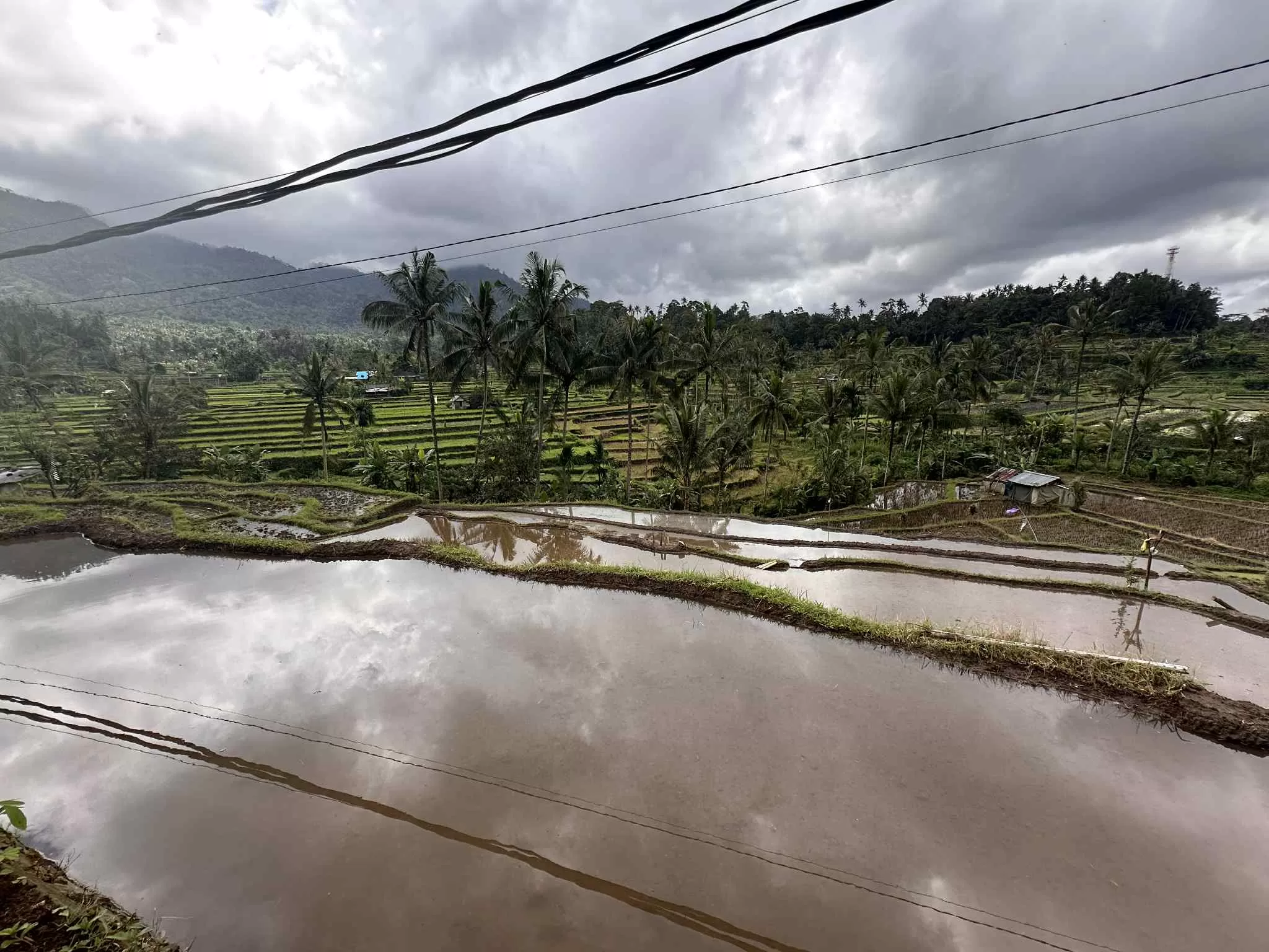 Así crece el arroz en Bali
