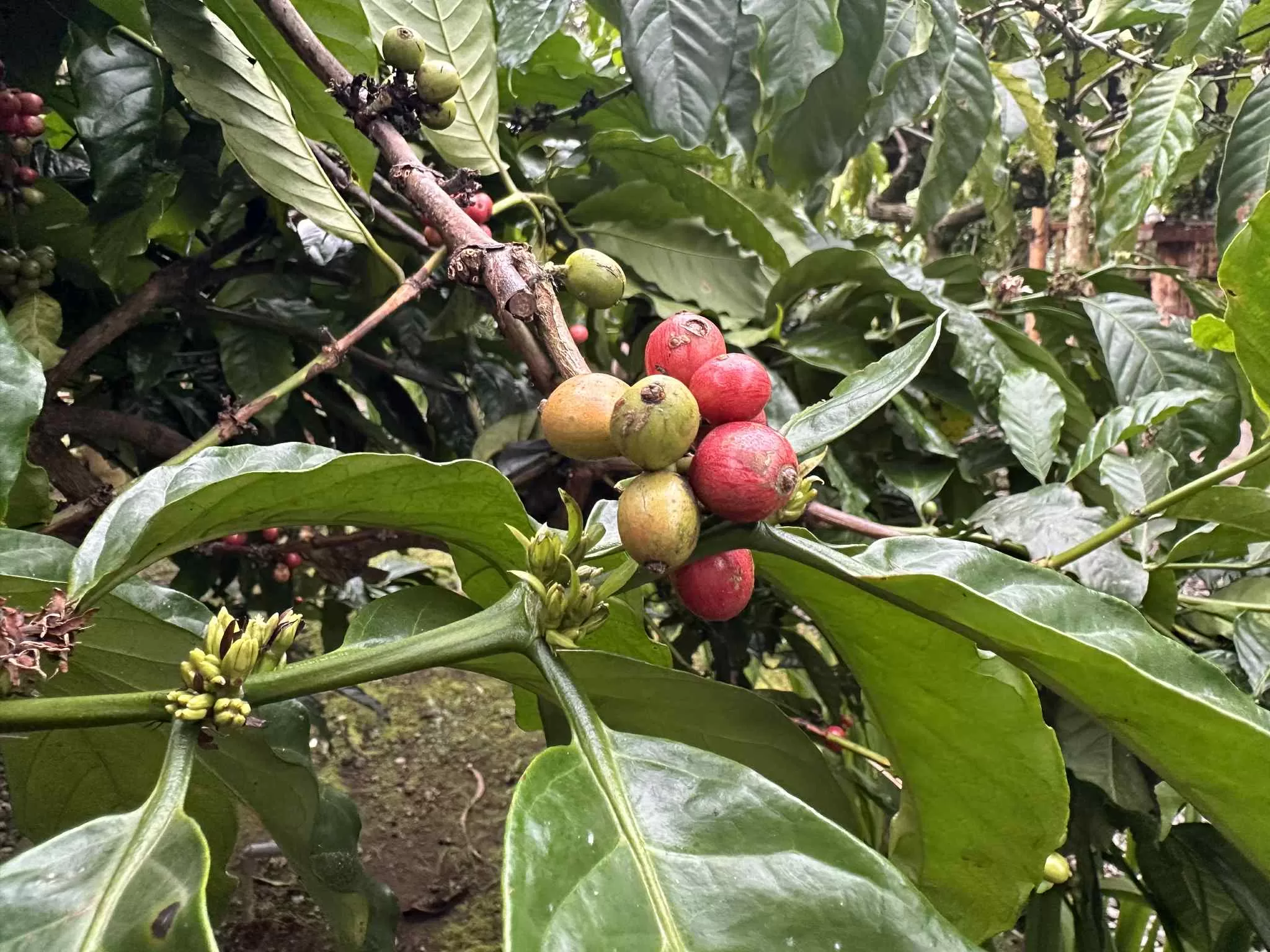 Visitar una plantación de café en Bali y hacer una degustación