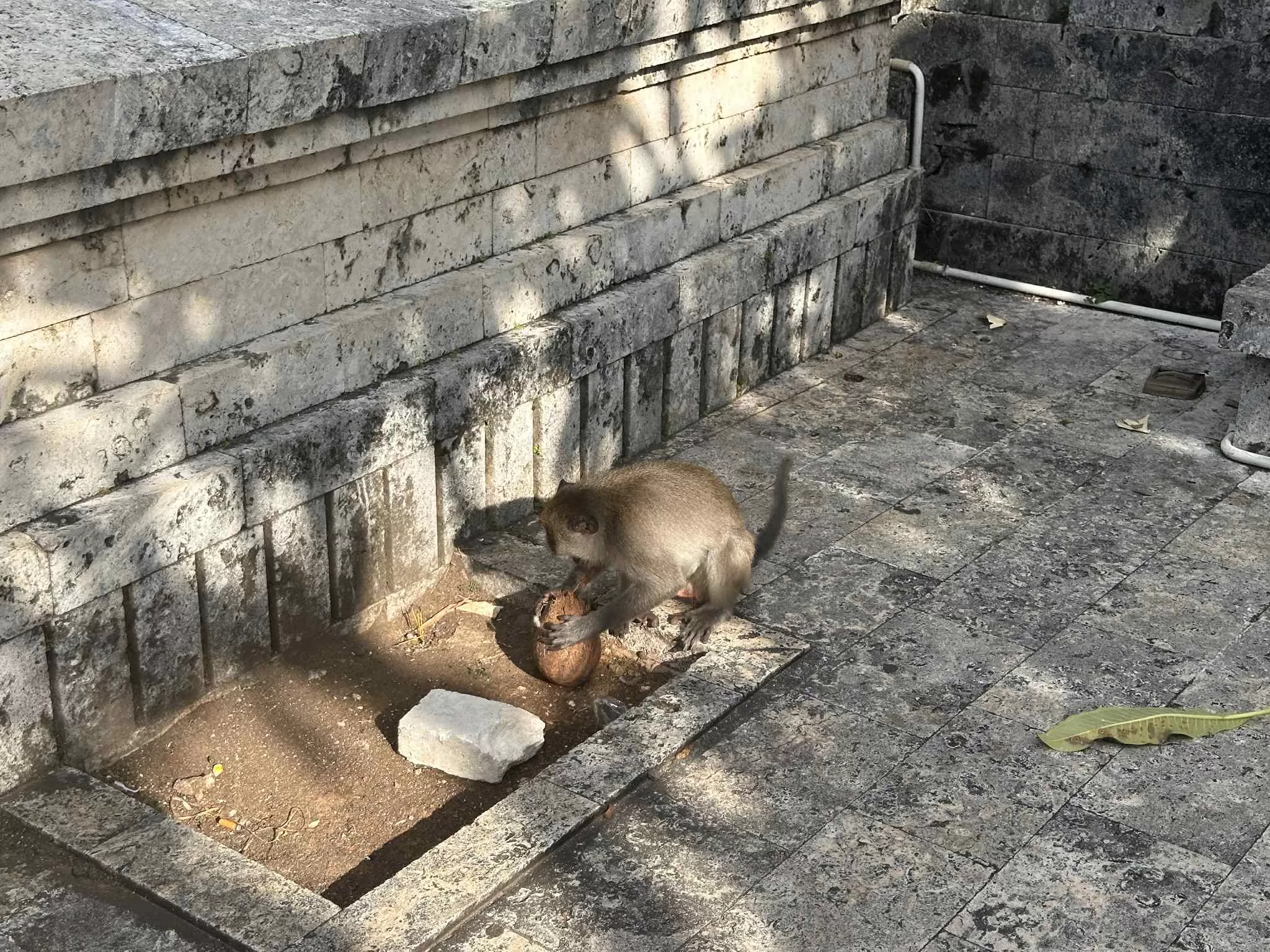 Monos en Indonesia