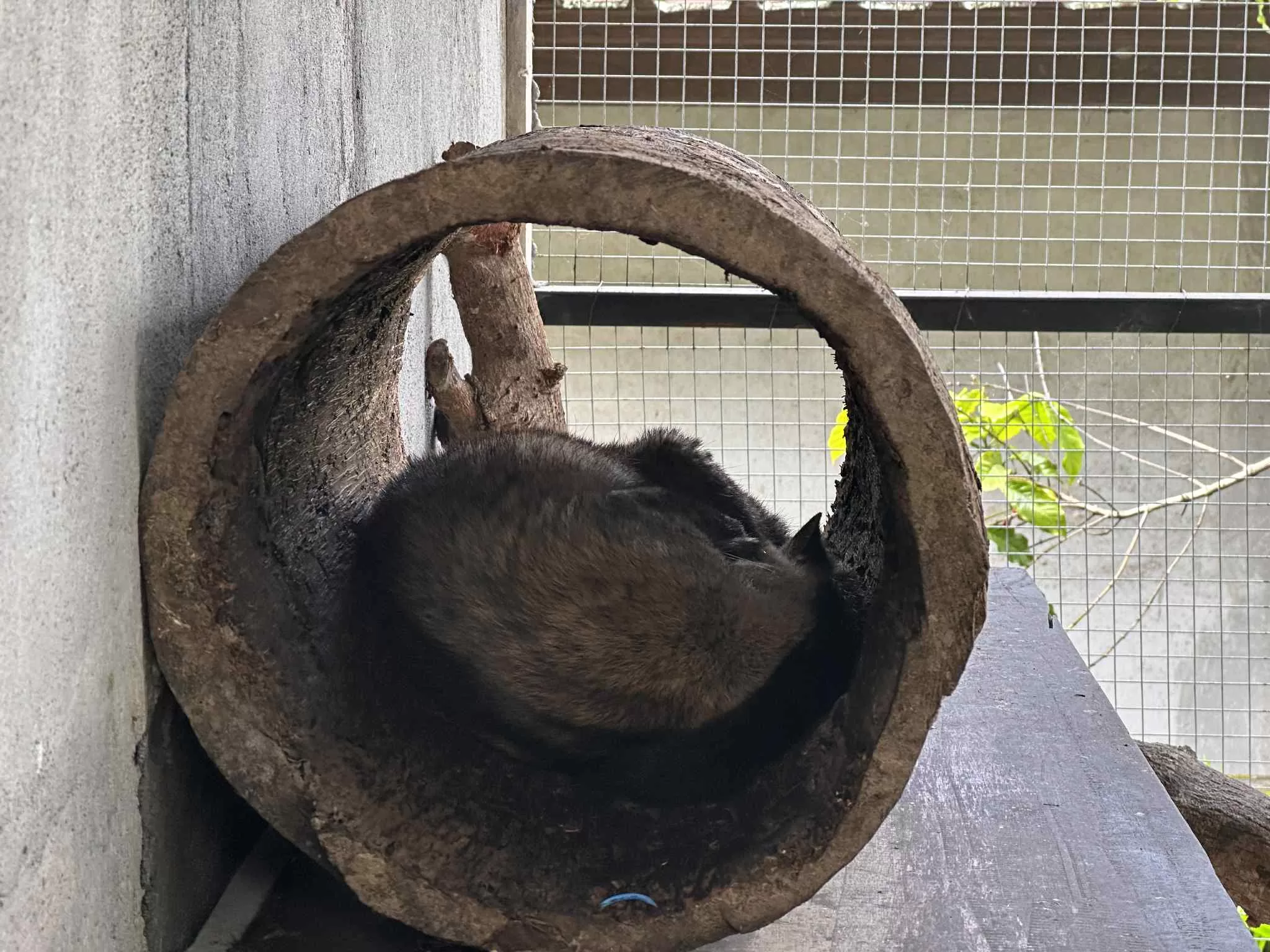 Animal del café Luwak en Indonesia