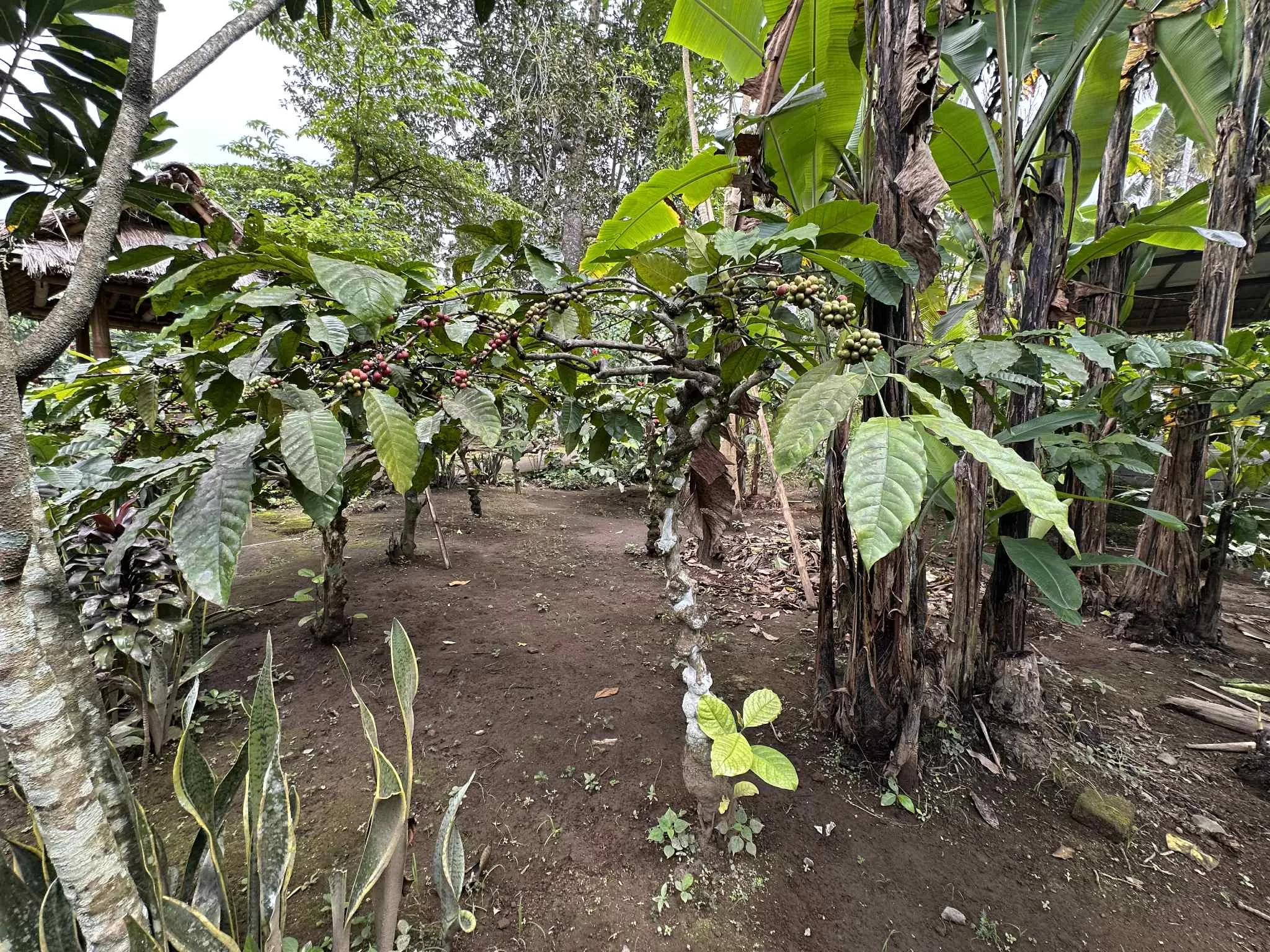 Visitar las plantaciones de café en Bali