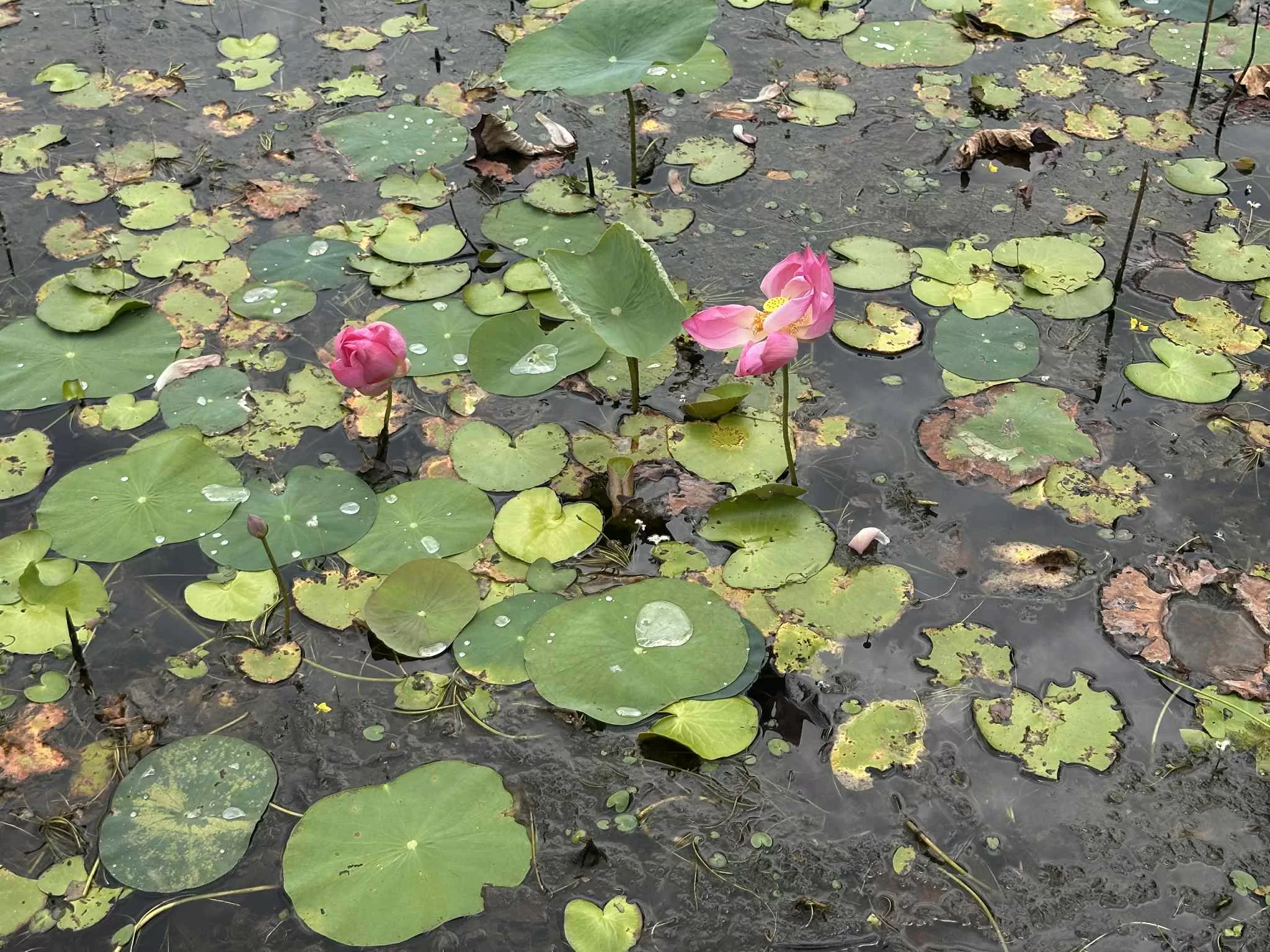 Flores de lotto en Camboya
