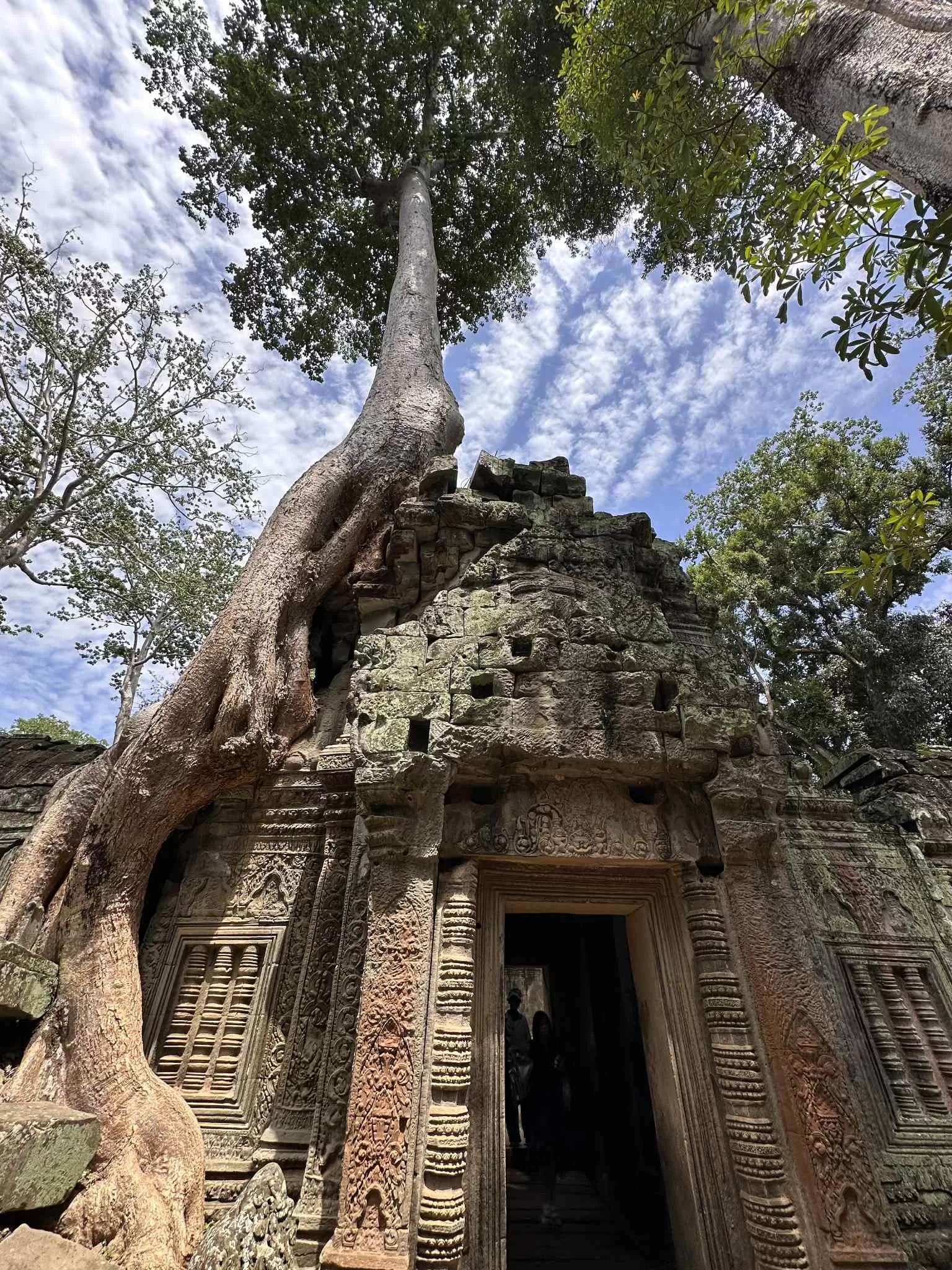 Naturaleza en las ruinas de los templos de Camboya