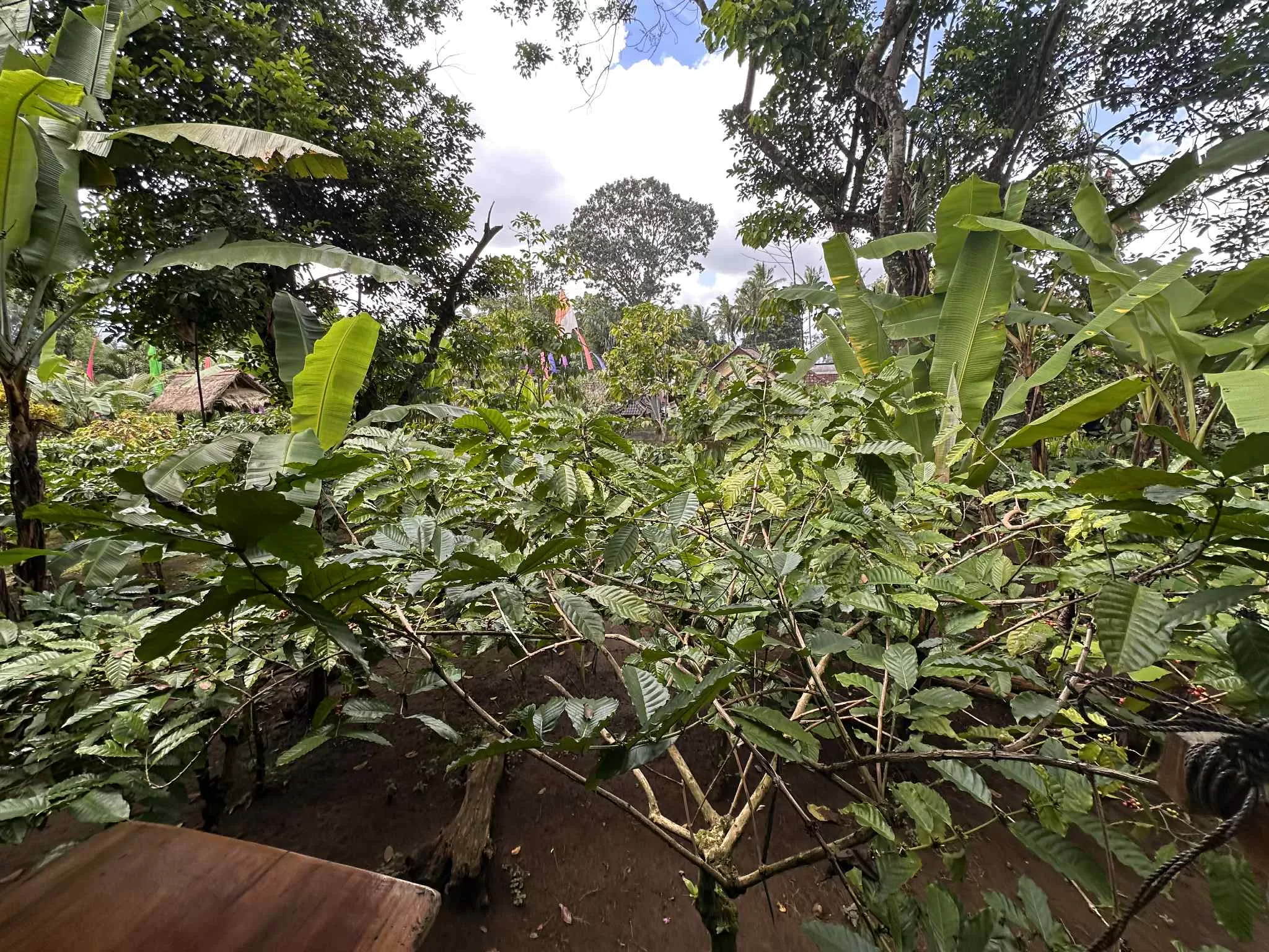 Plantación de café en Bali