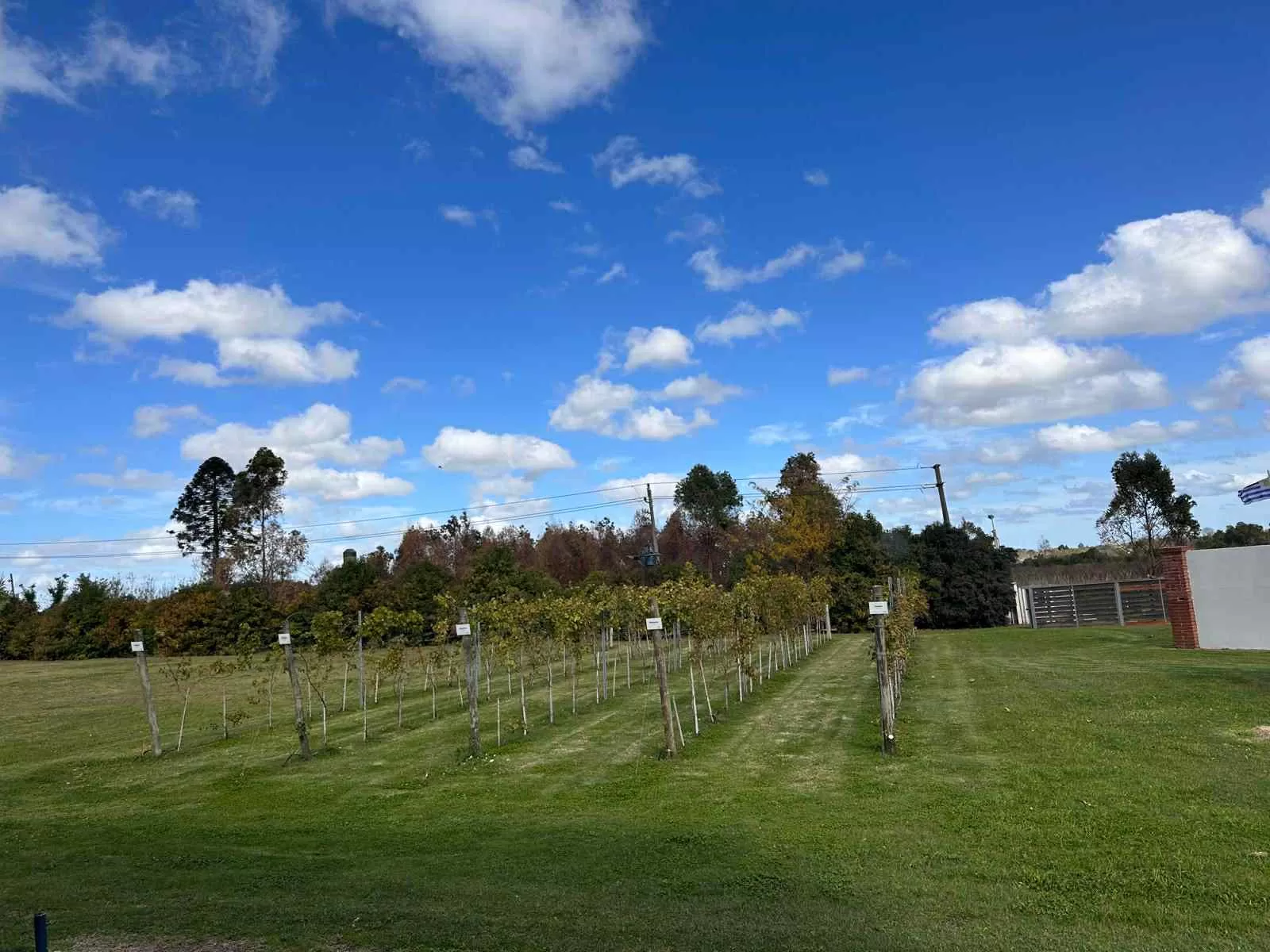 Visitando los viñedos de Uruguay