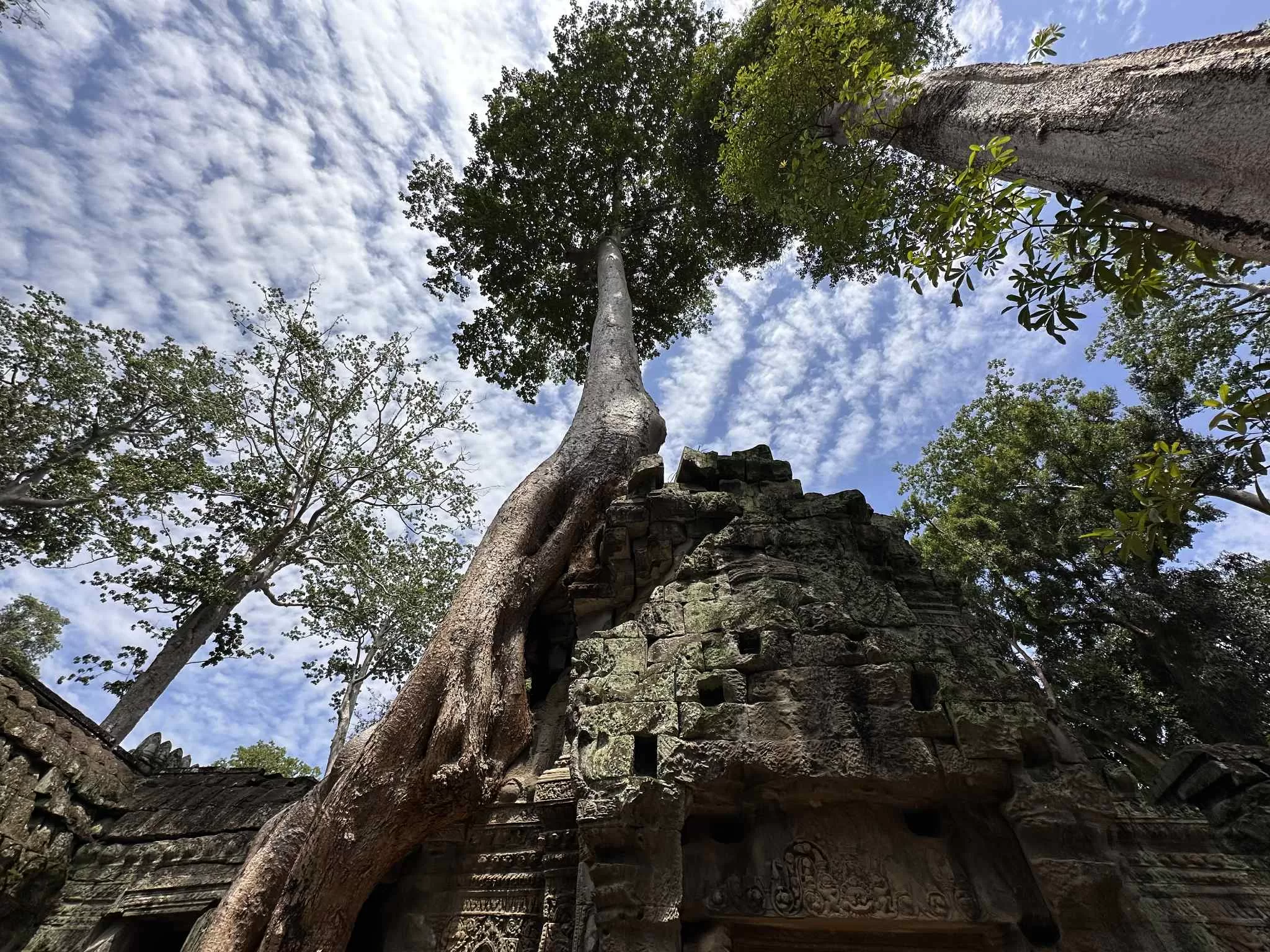 Visitar el templo de Ta Prohm: Guía Completa | Camboya