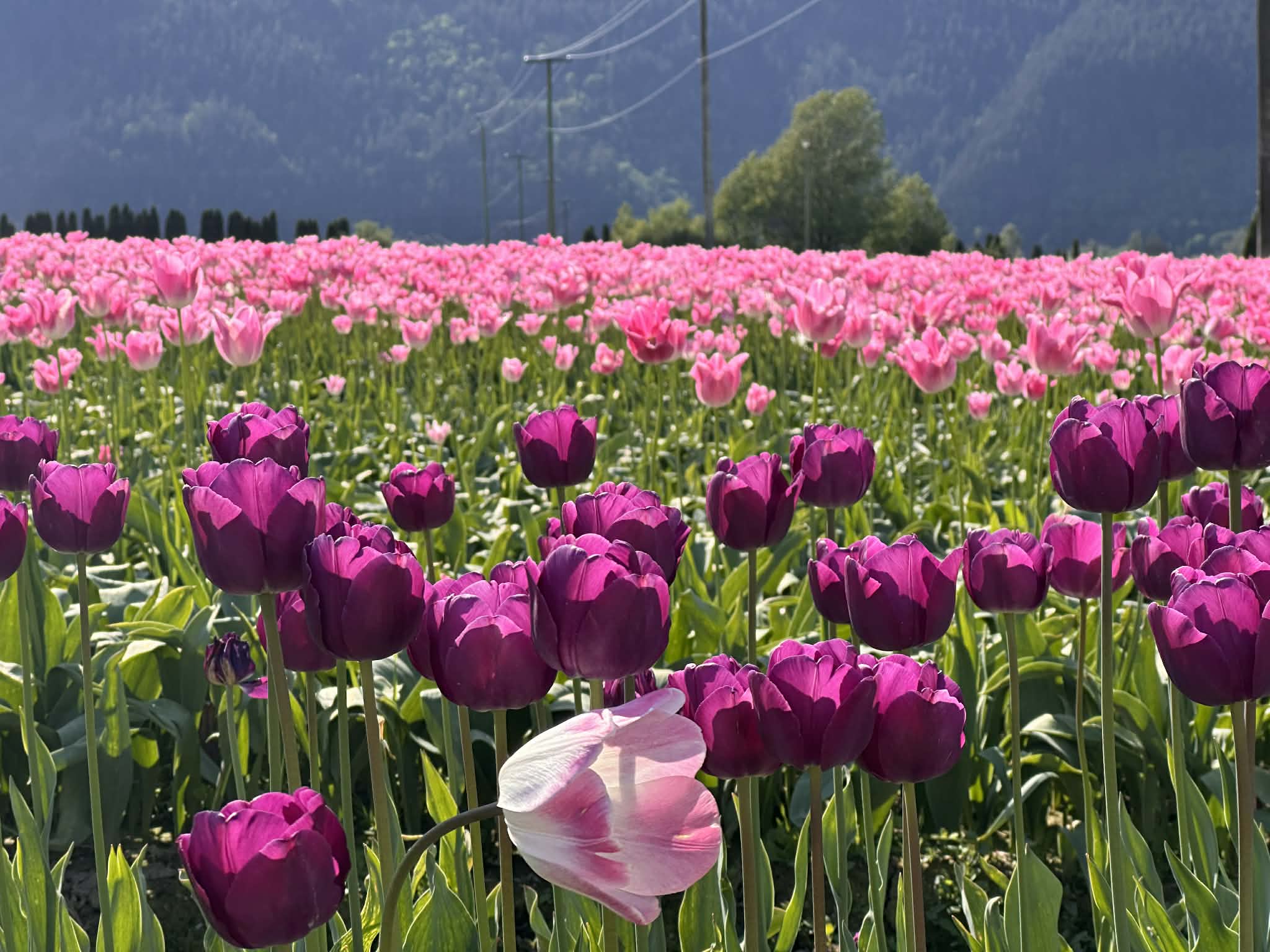 Cuándo visitar el Festival de tulipanes de Harrison