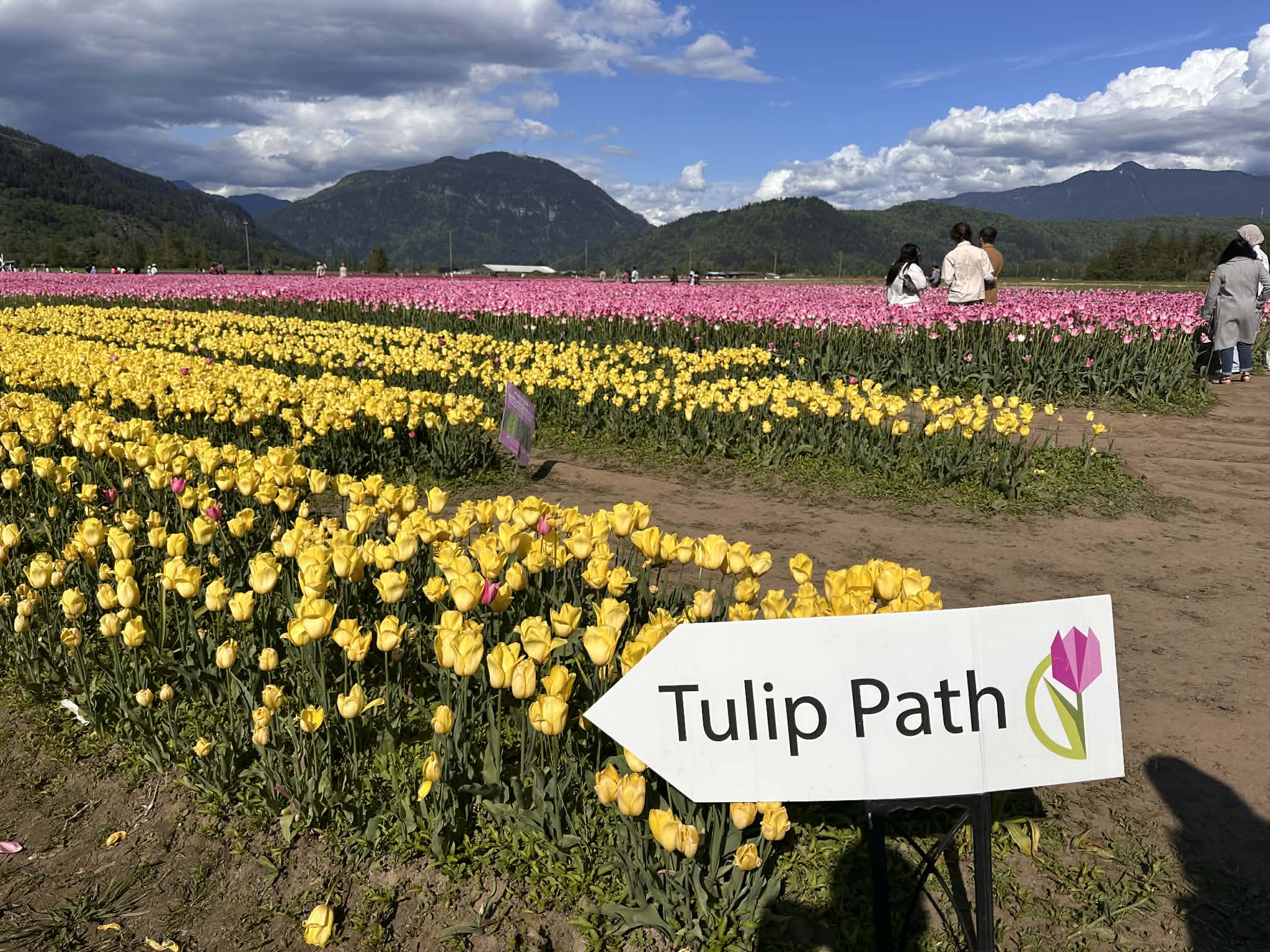 Campo de Tulipanes en Canadá