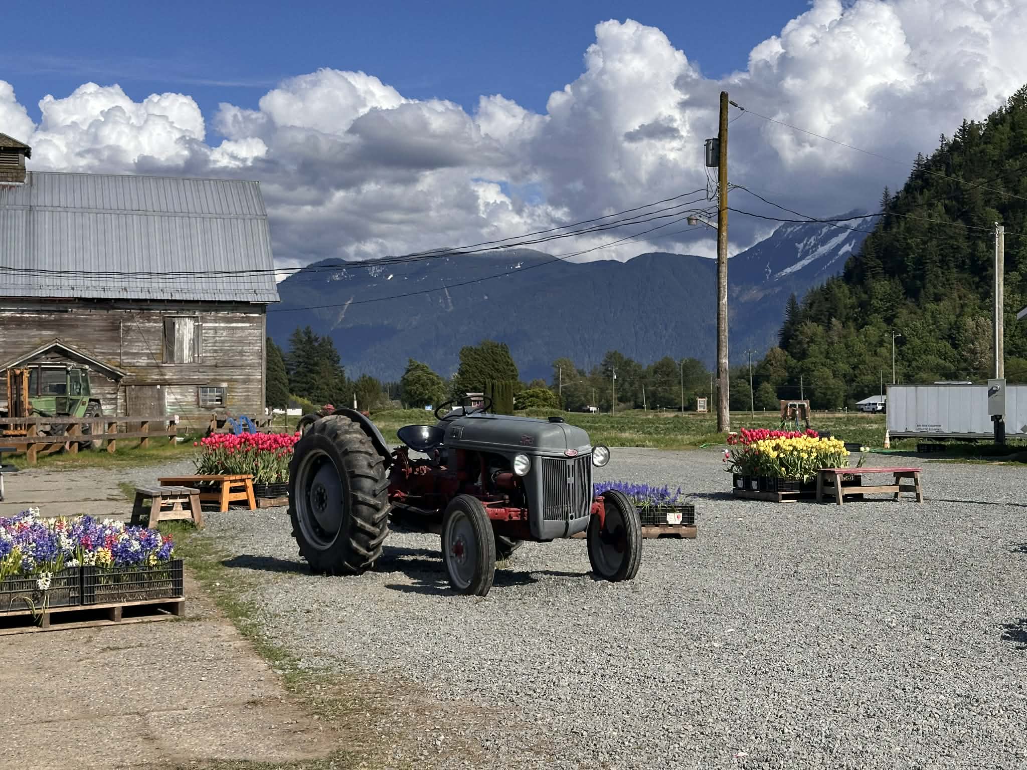 Tractor en el campo de tulipanes en Columbia Británica