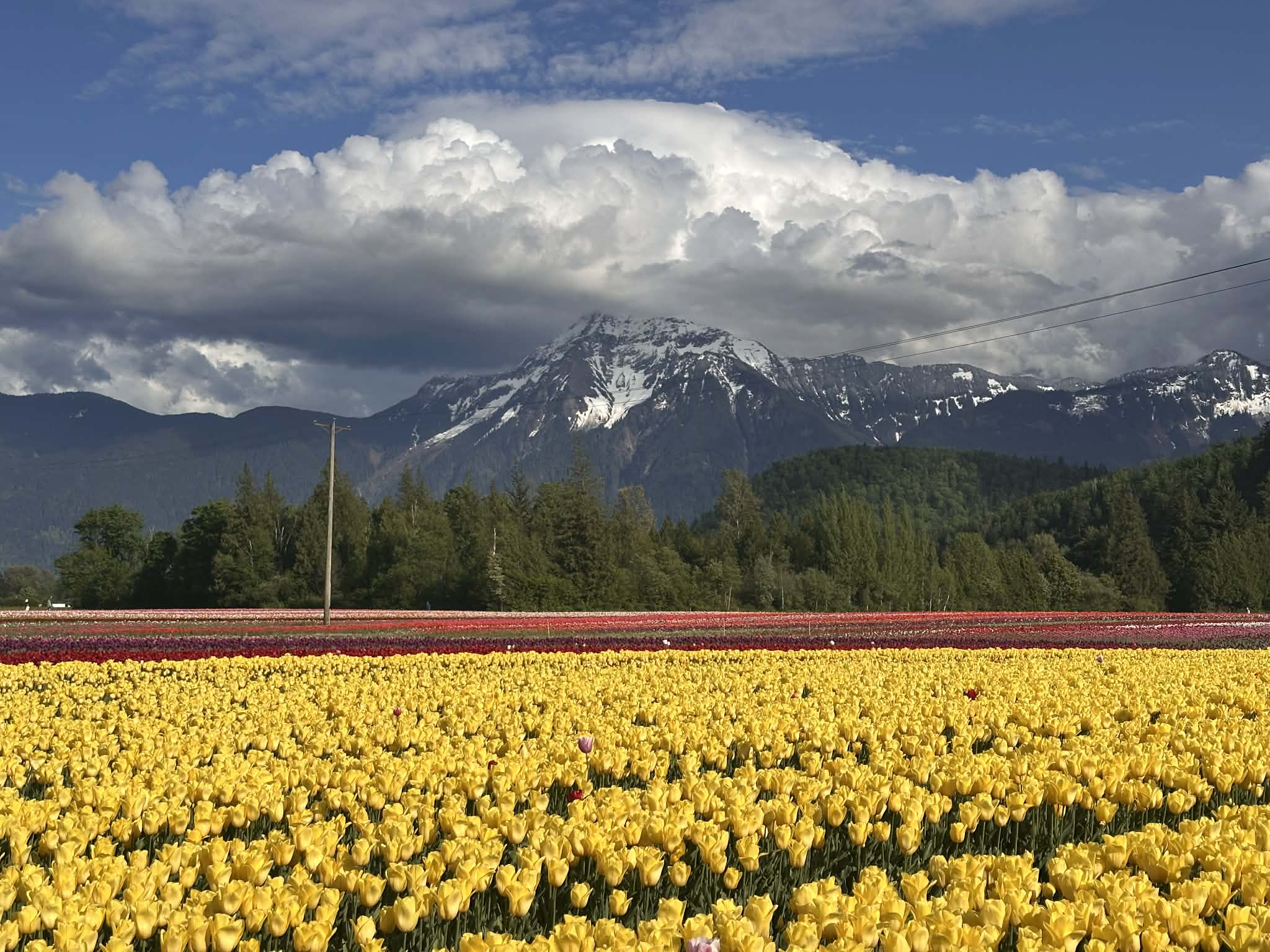 Visitar el Festival de tulipanes de Harrison en Canadá