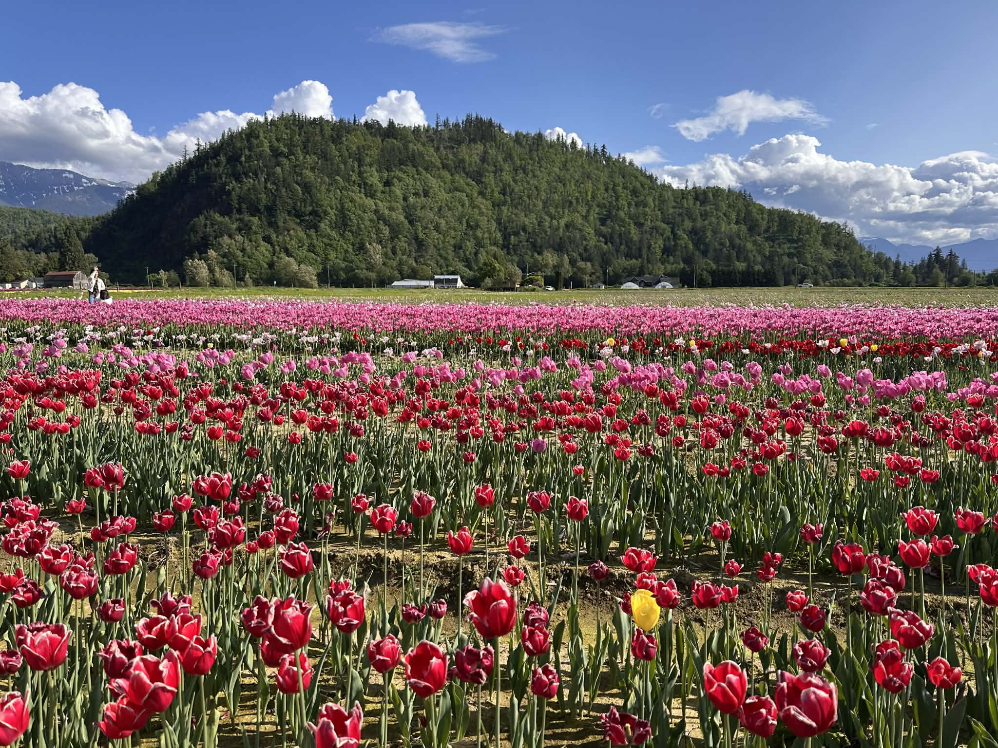 Qué es el Festival de tulipanes de Harrison