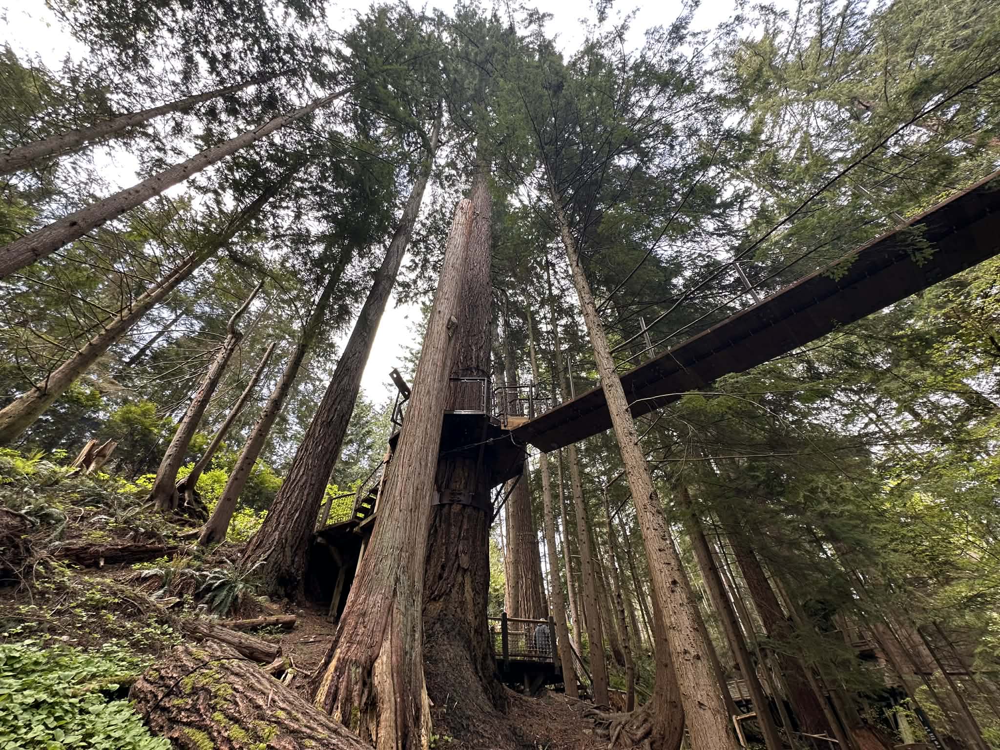 Historia y curiosidades del Puente Colgante de Capilano